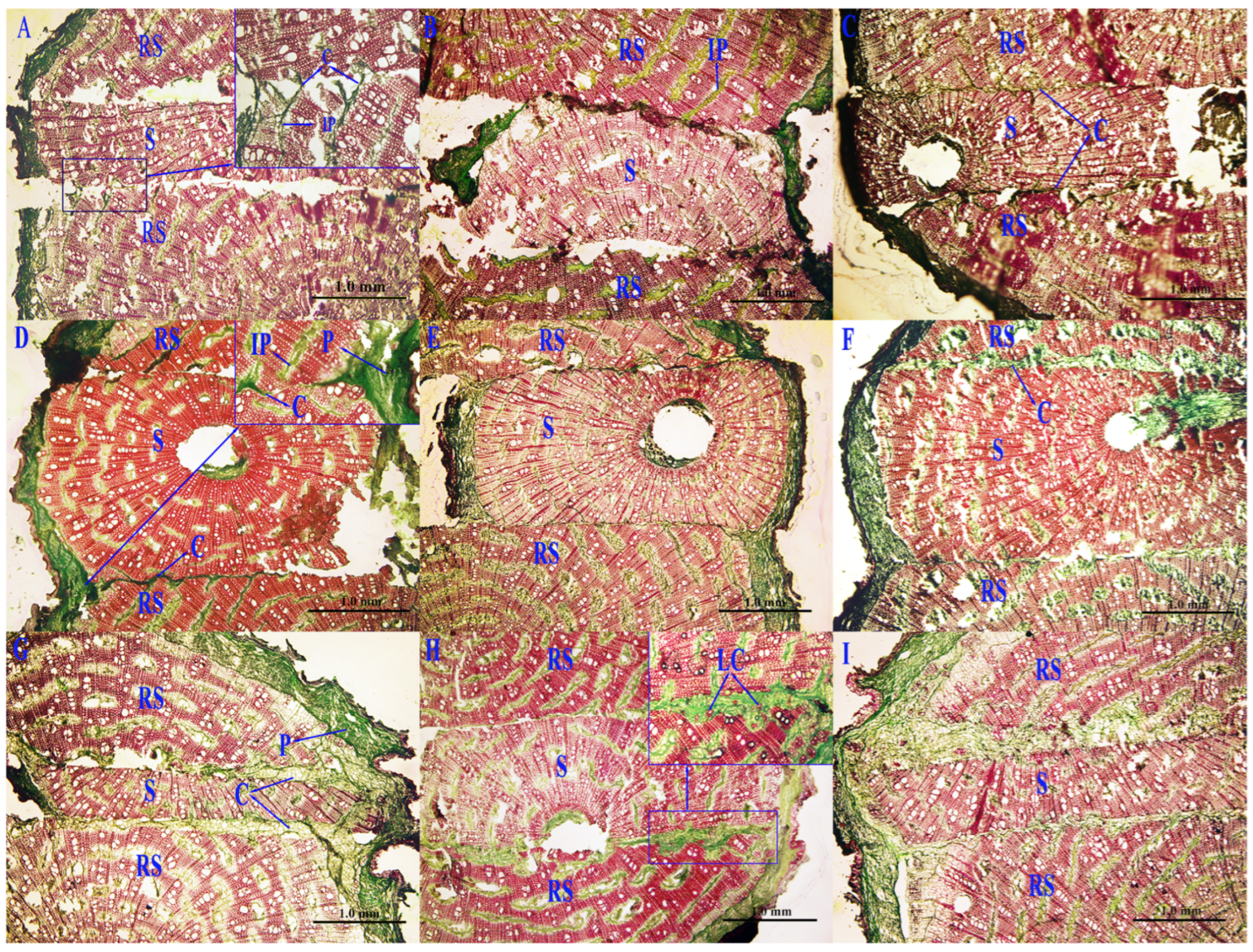 Forests 15 00106 g001a