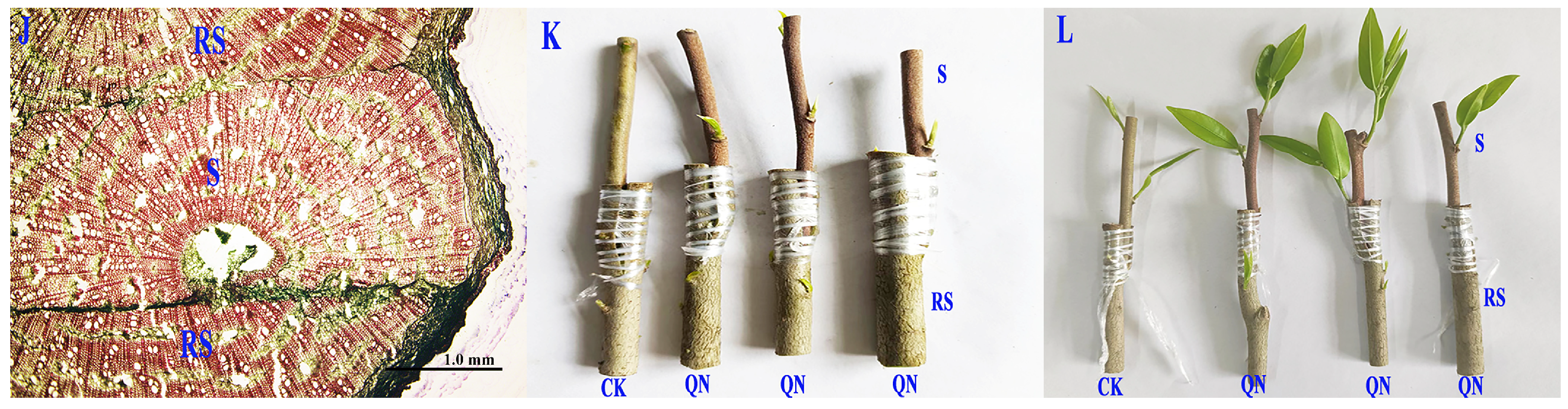 Forests 15 00106 g001b