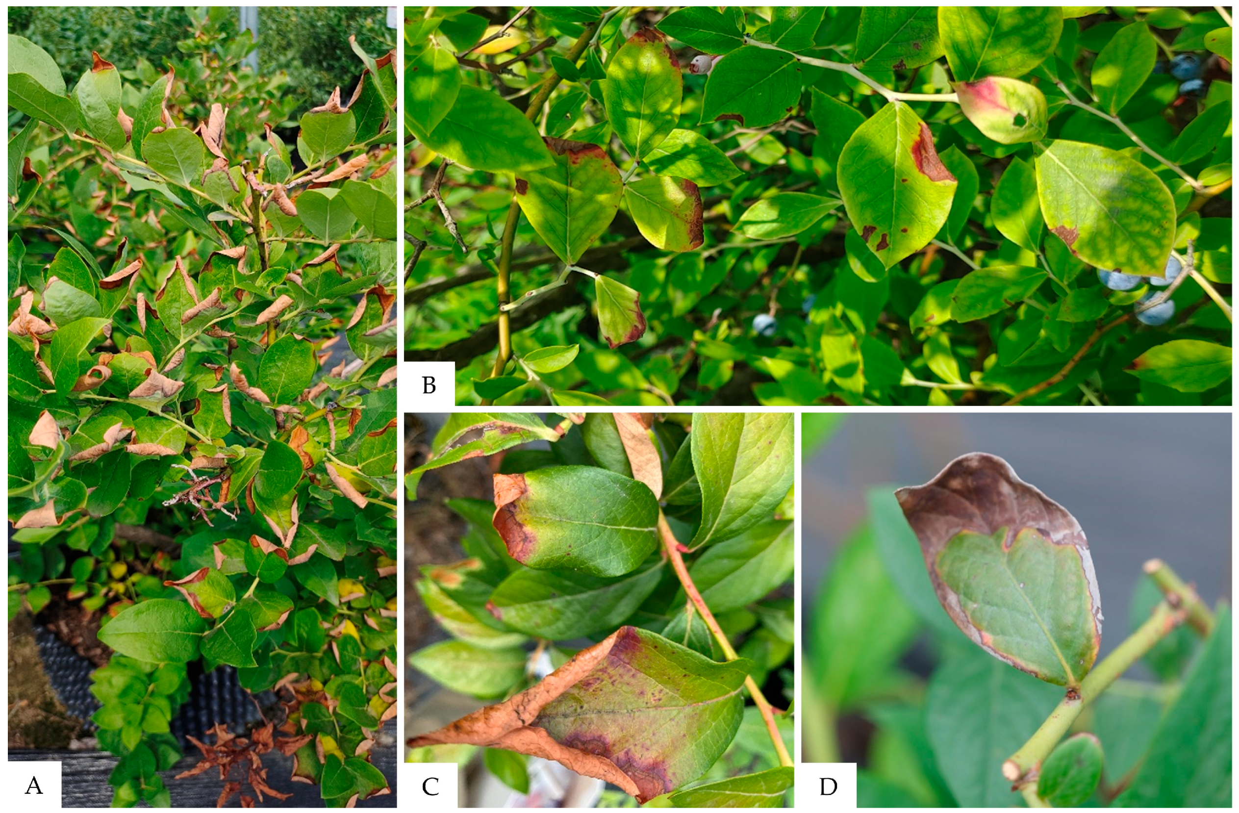 Forests 15 00117 g001