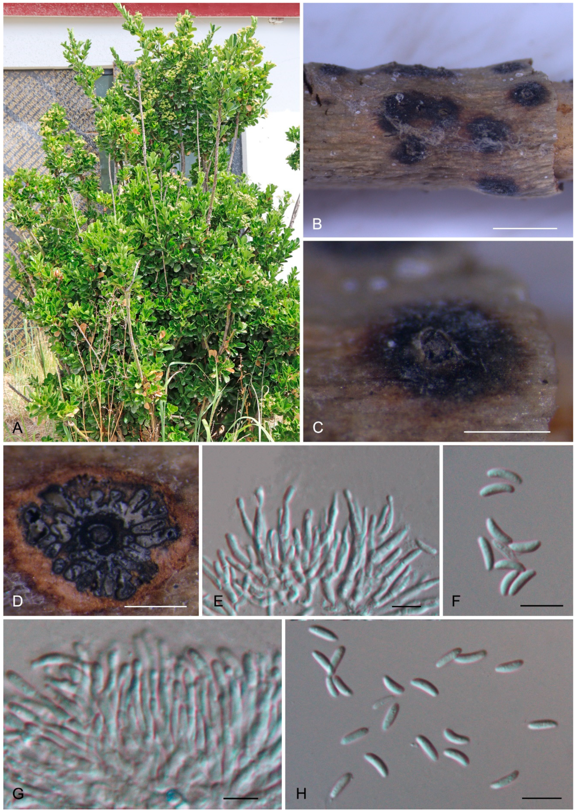 Forests 15 00121 g002