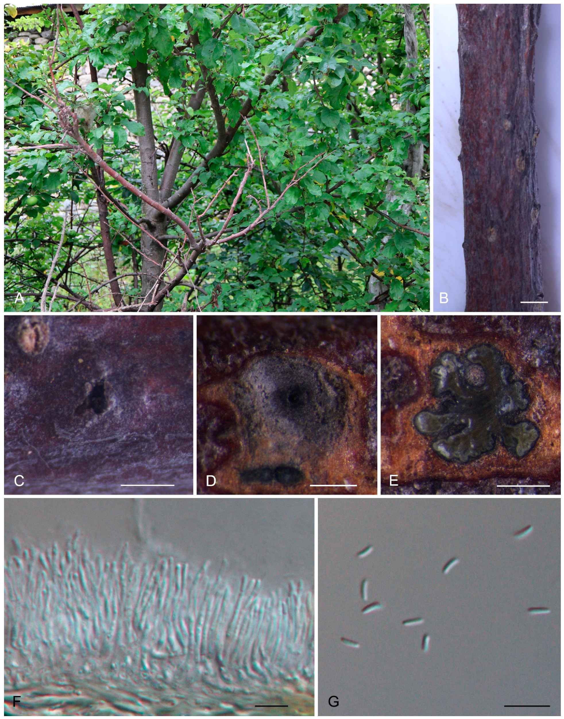 Forests 15 00121 g004