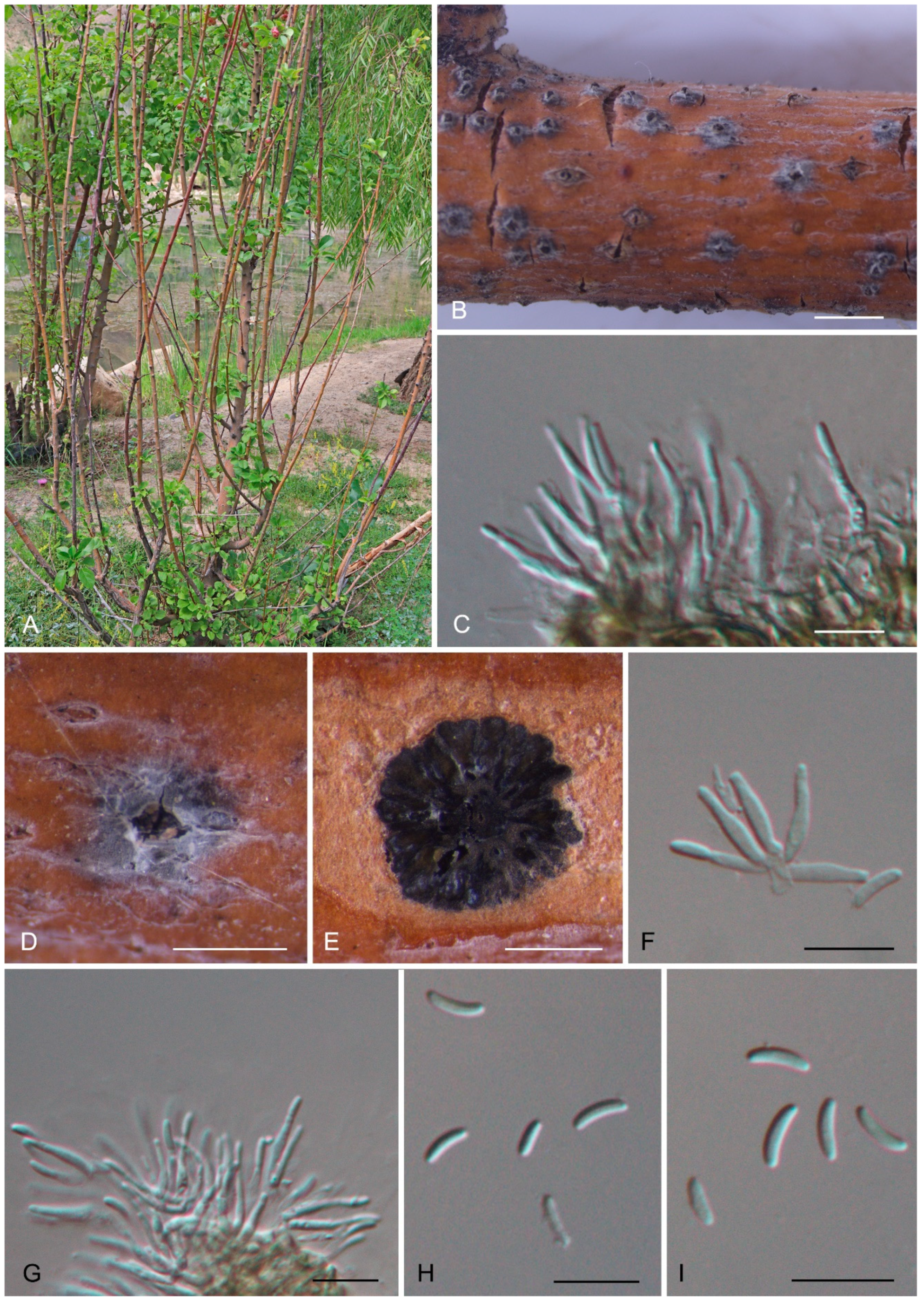 Forests 15 00121 g005