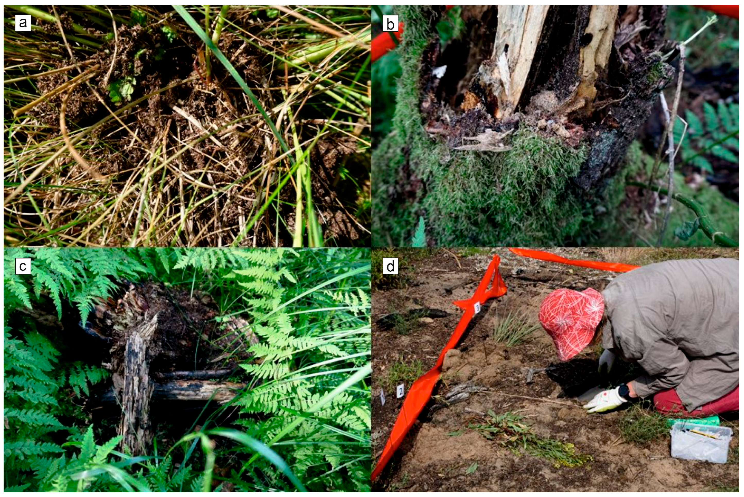 Forests 15 00123 g003 Forests 15 00123 g003