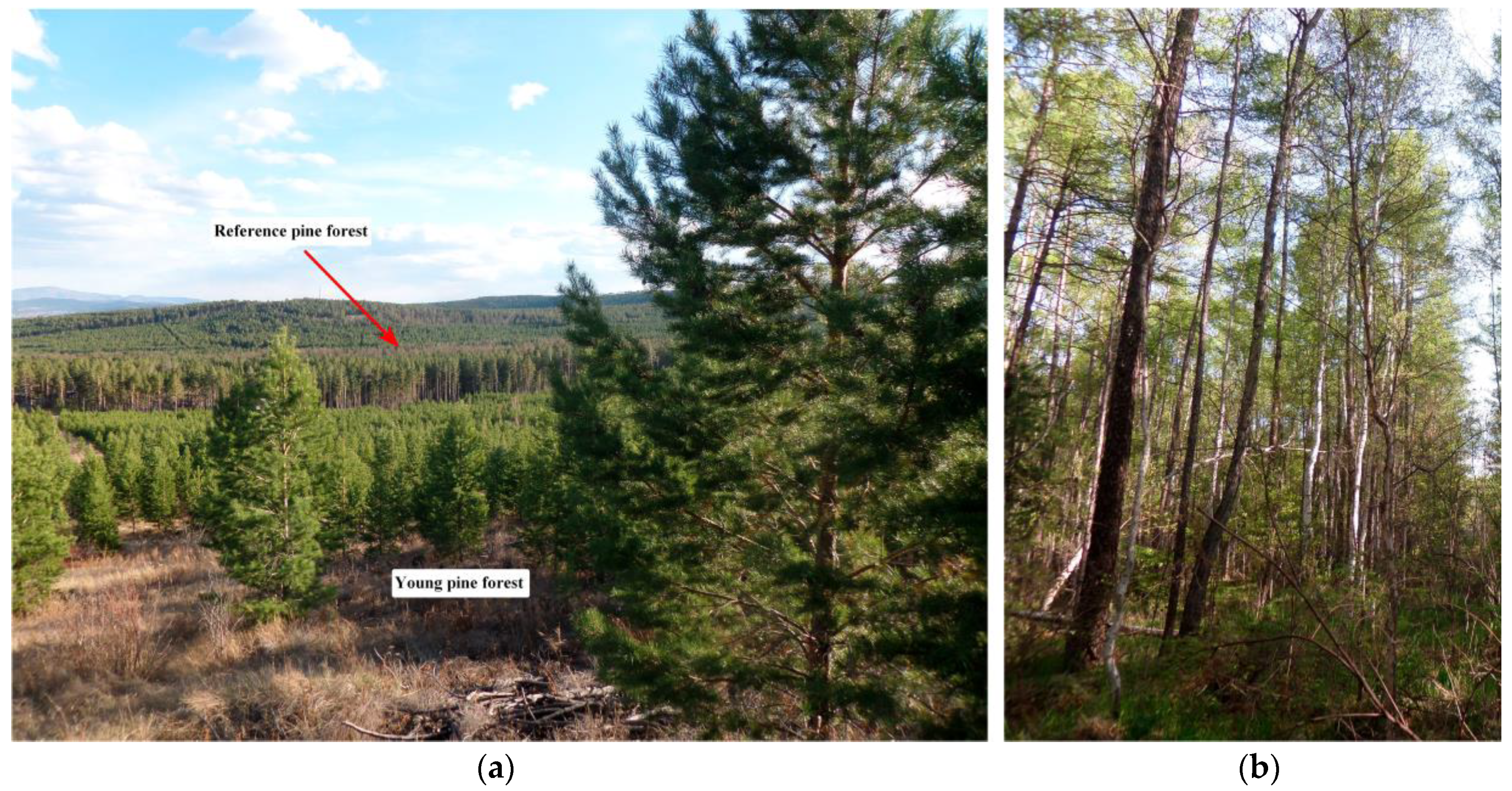 Forests 15 00132 g002