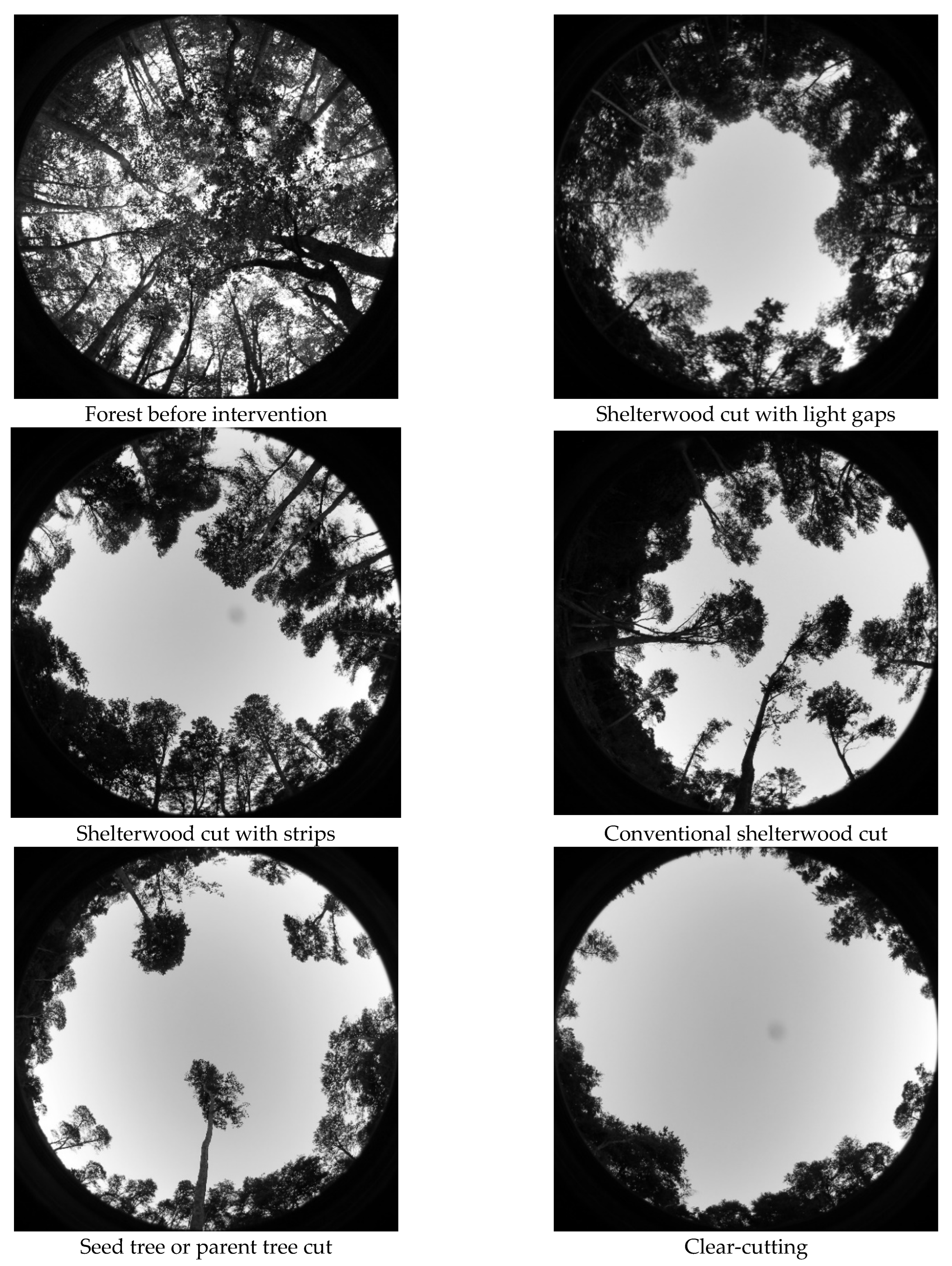 Forests 15 00134 g002 Forests 15 00134 g002