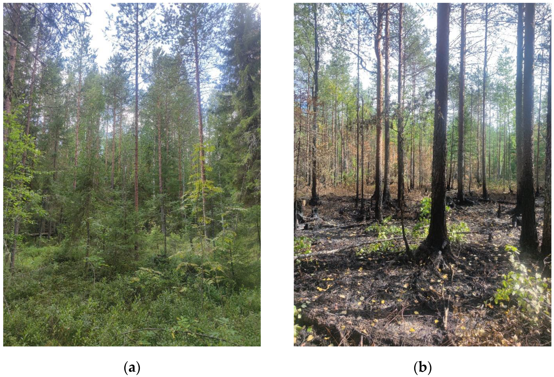 Forests 15 00145 g002