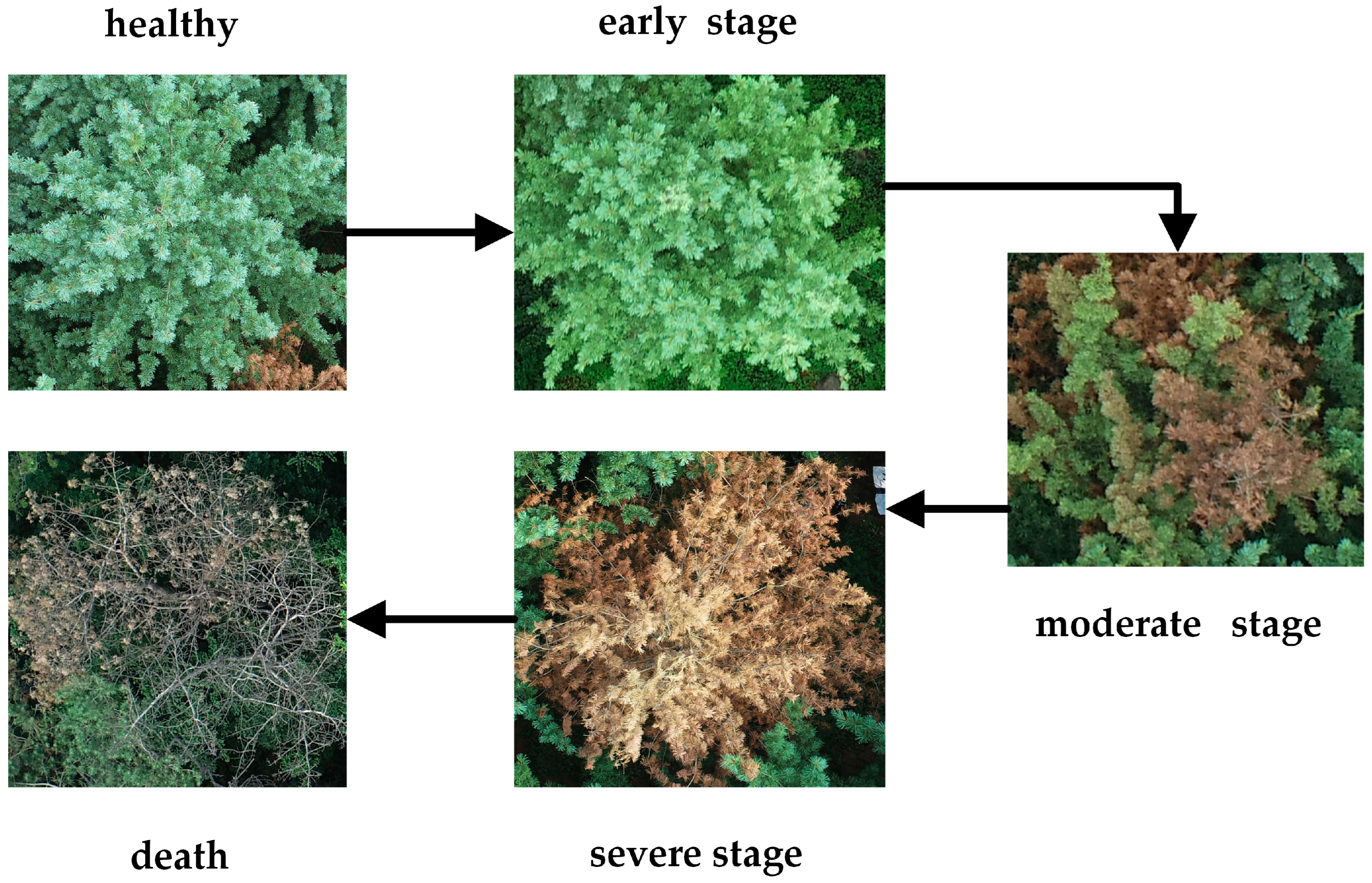 Forests 15 00171 g001 Forests 15 00171 g001