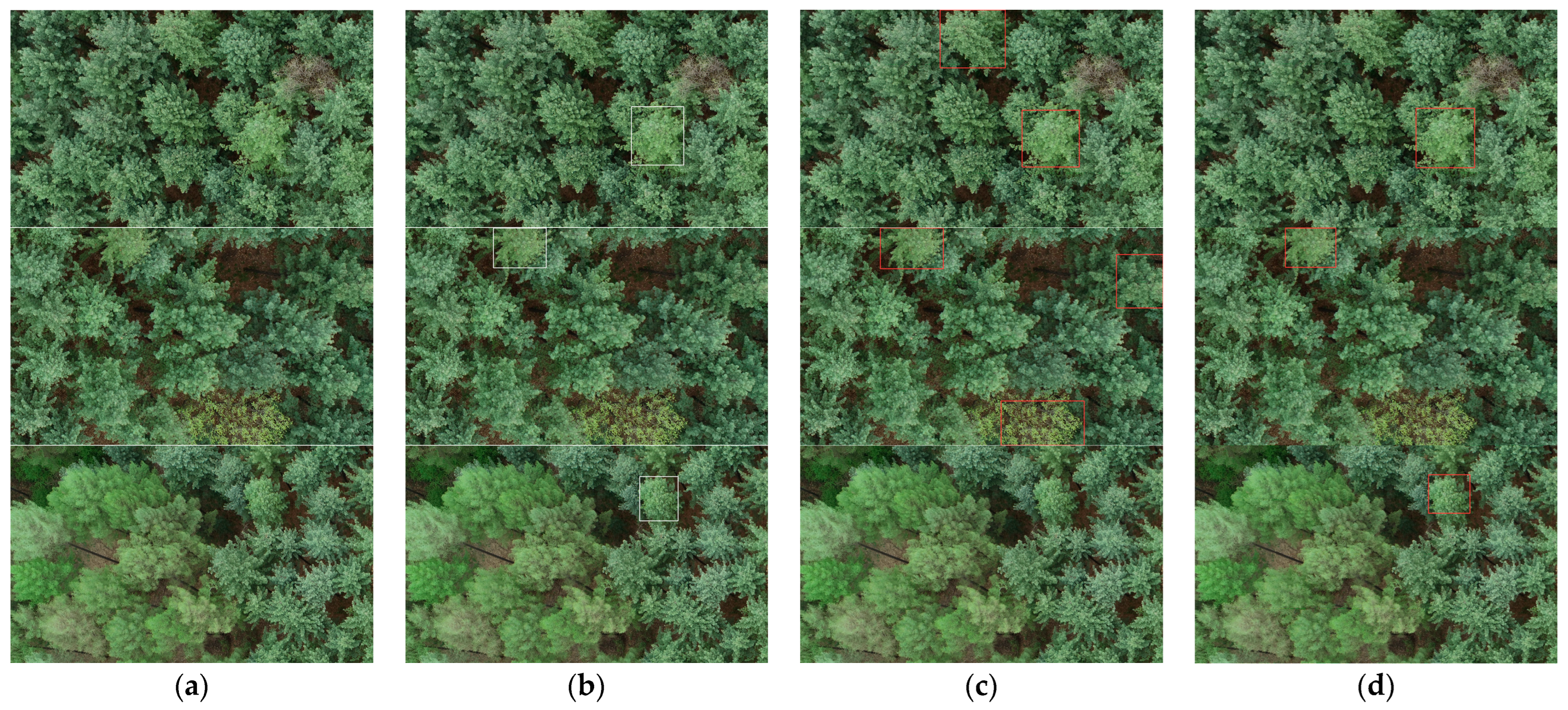 Forests 15 00171 g010 Forests 15 00171 g010