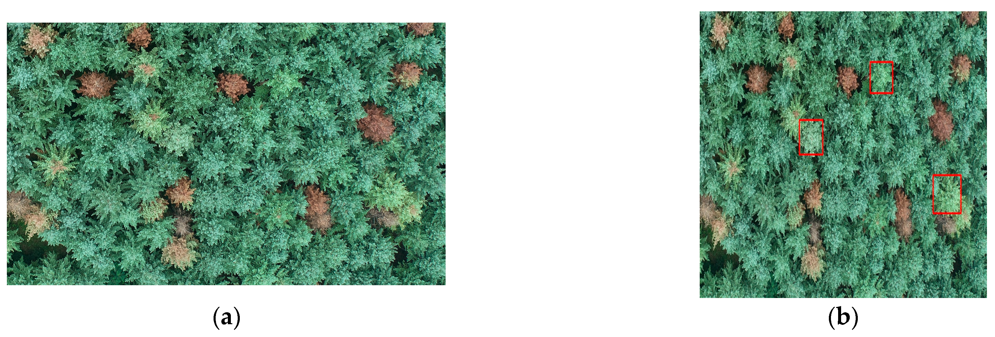 Forests 15 00171 g011a Forests 15 00171 g011a