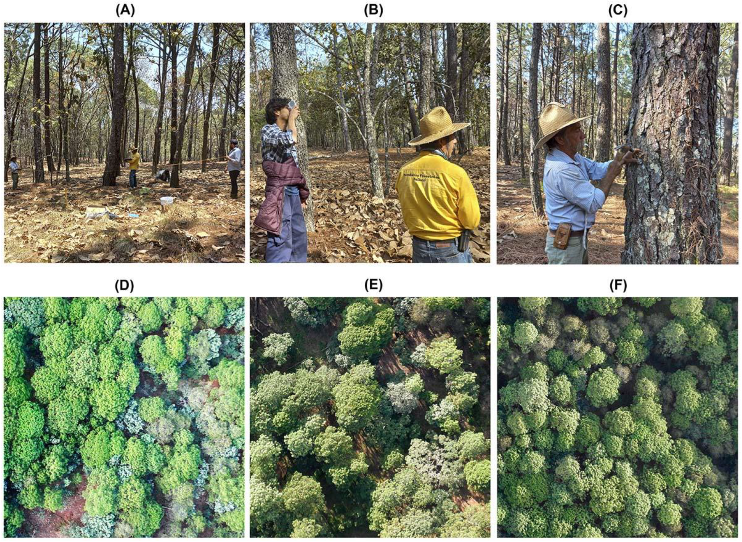 Forests 15 00225 g003 Forests 15 00225 g003