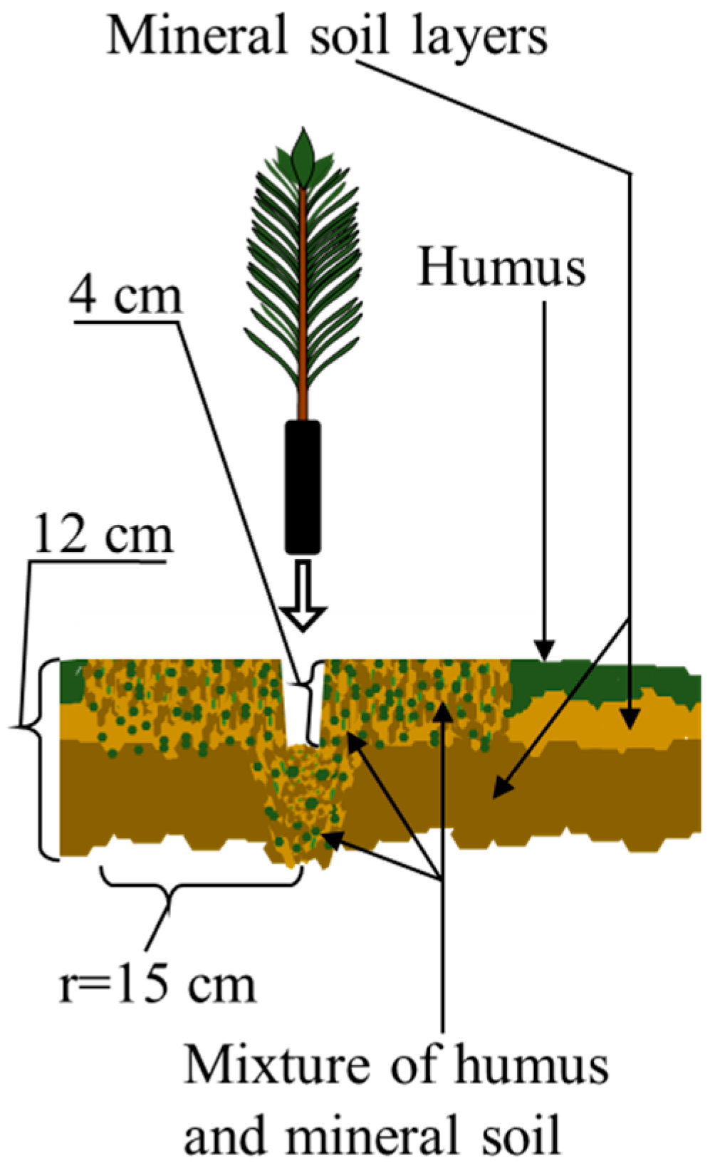 Forests 15 00263 g011