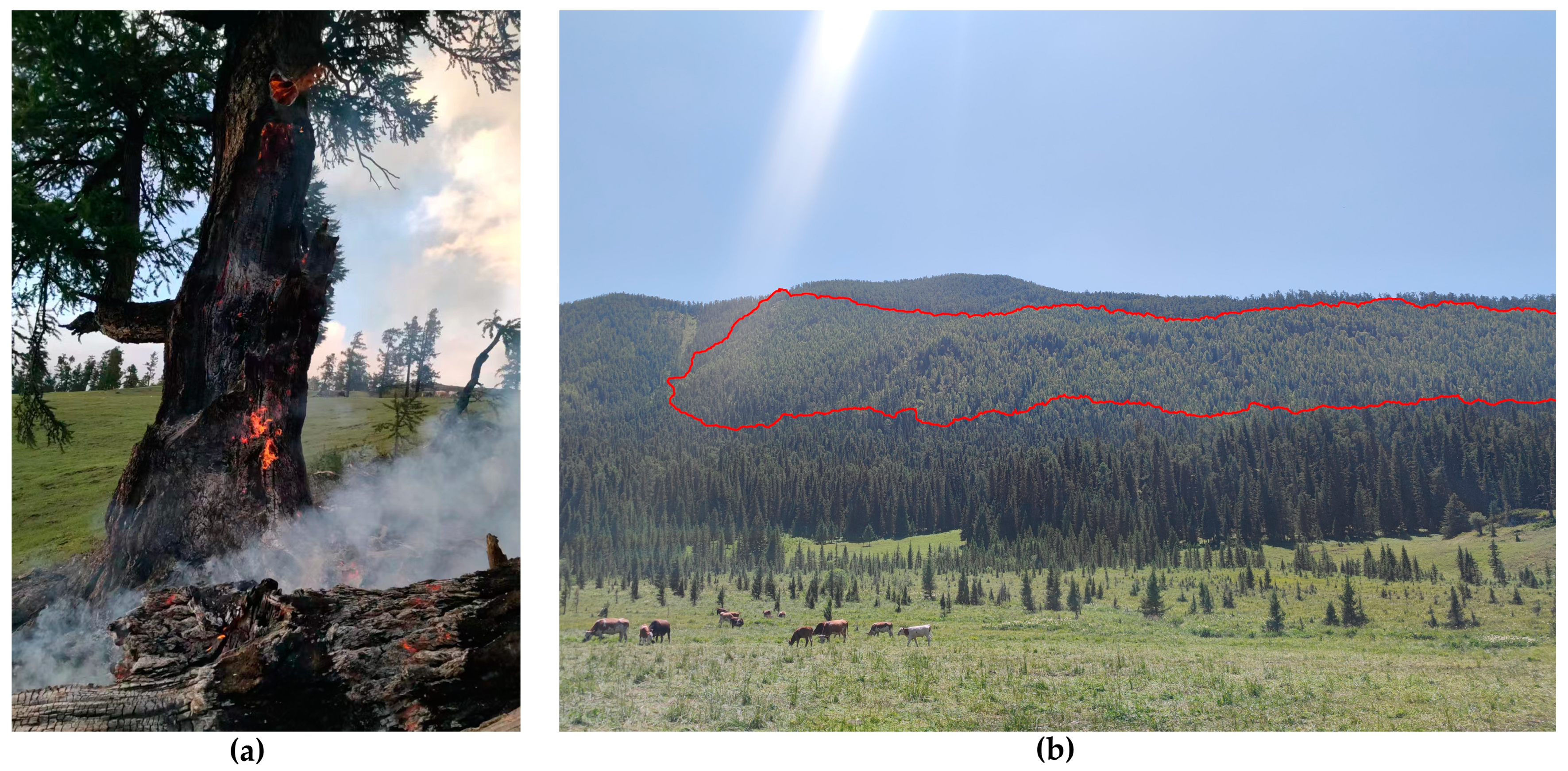 Forests 15 00296 g001