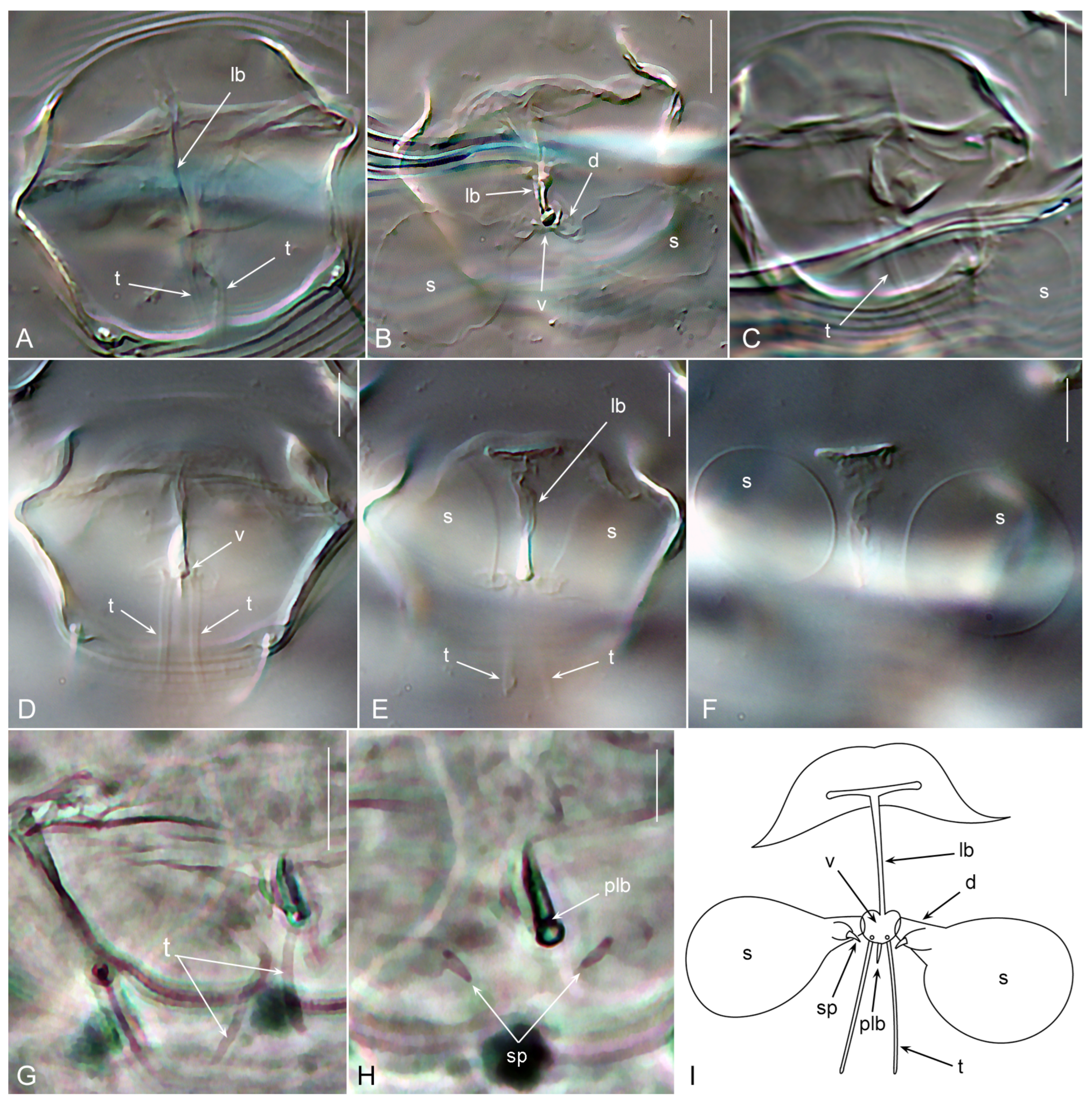 Forests 15 00329 g005