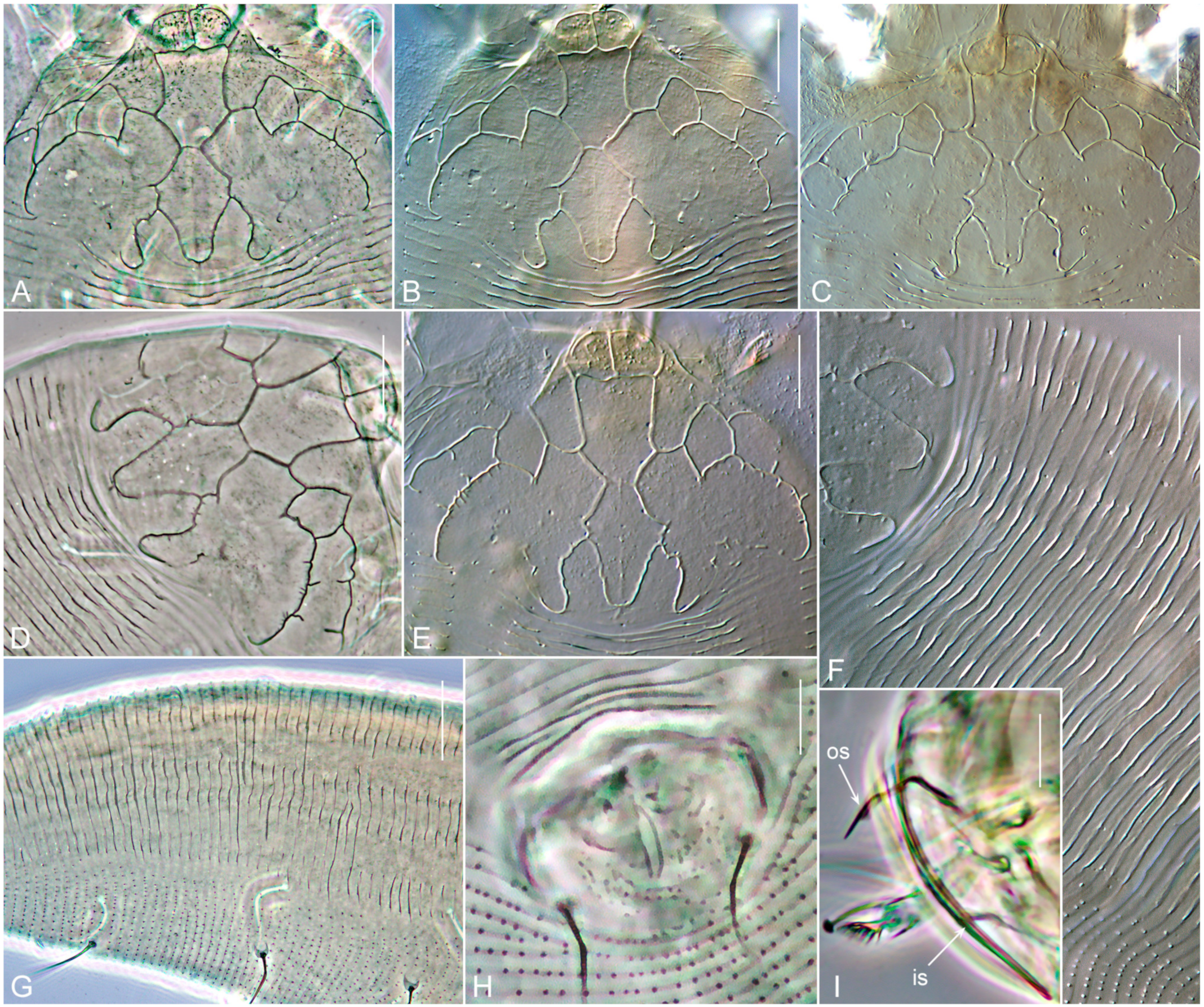 Forests 15 00329 g007