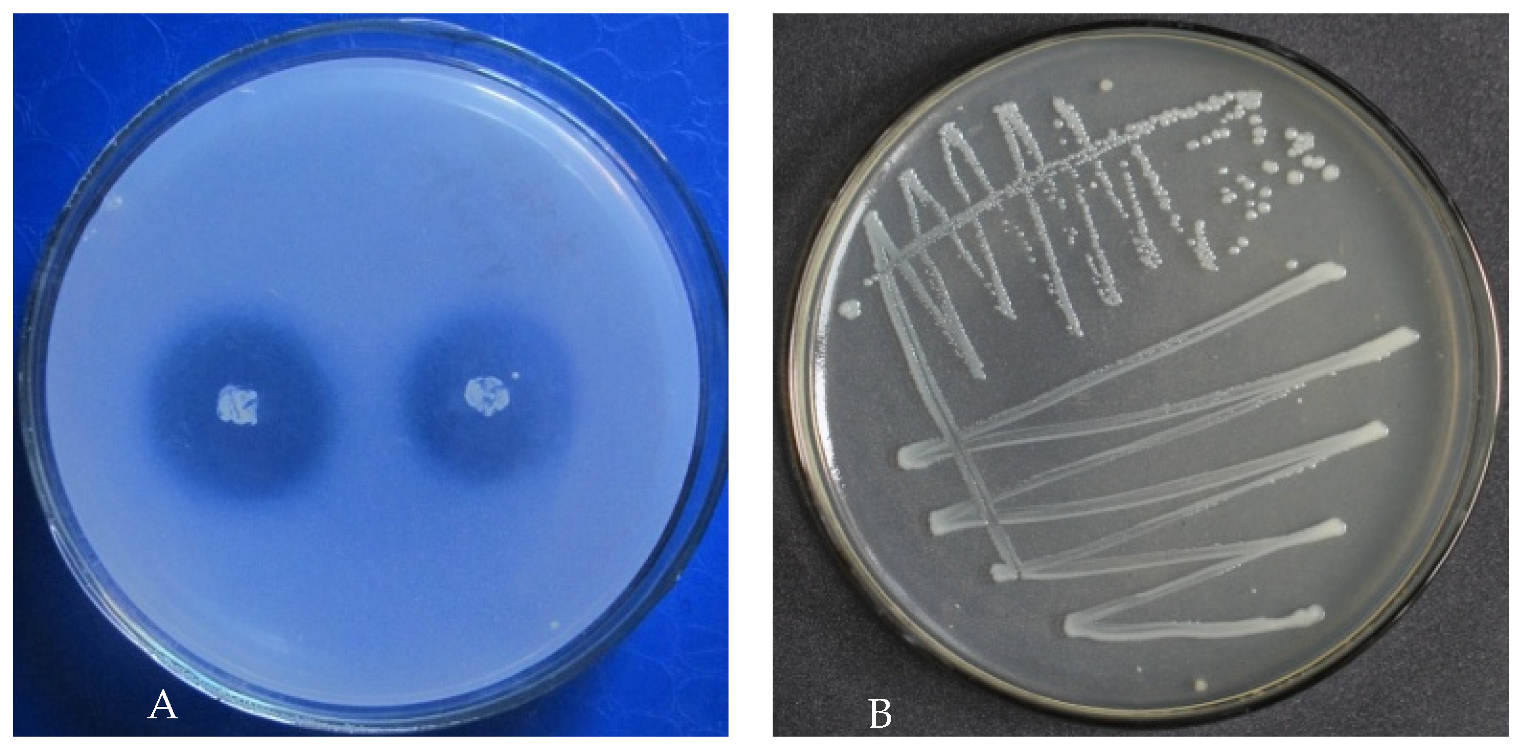 Forests 15 00364 g001