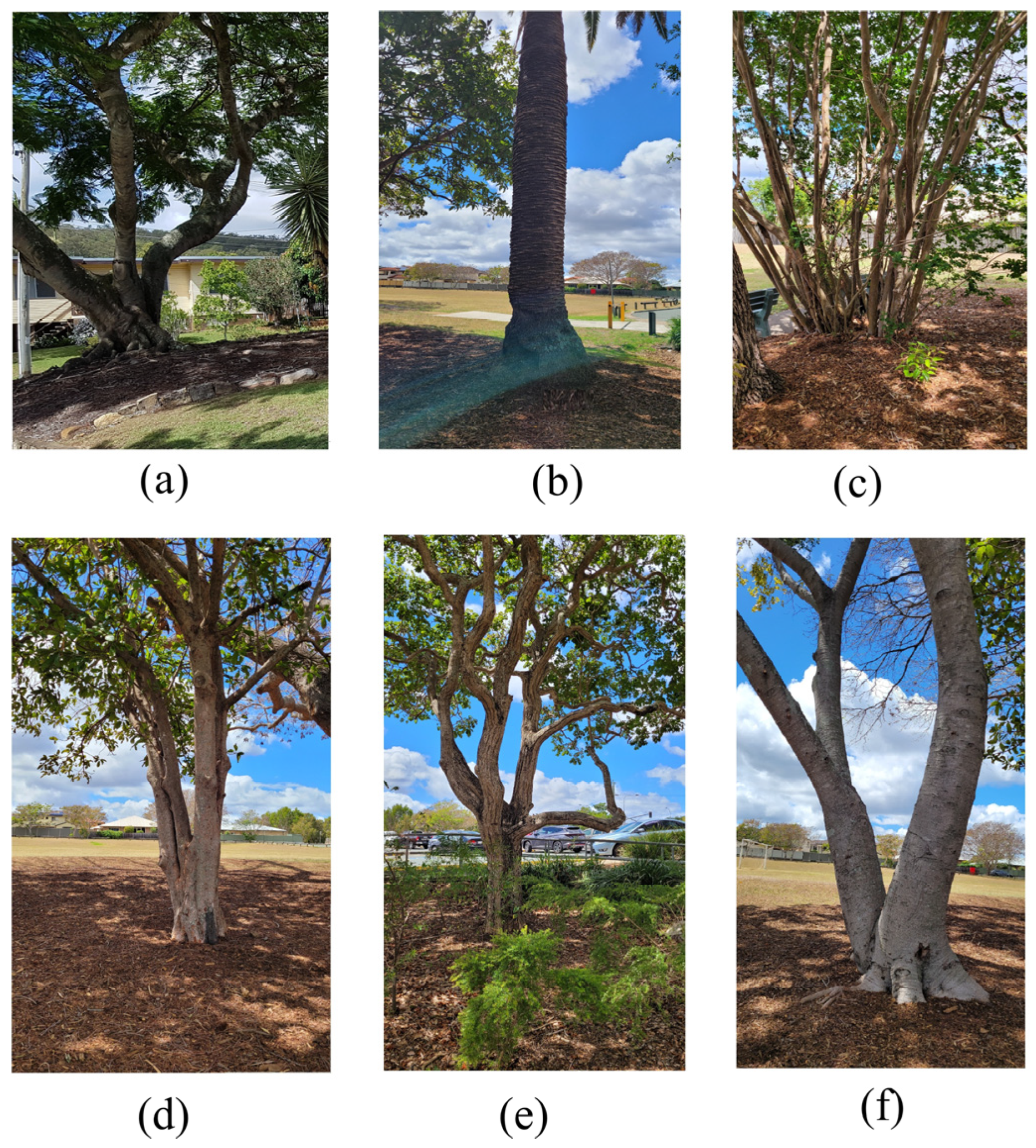 Forests 15 00368 g005 Forests 15 00368 g005