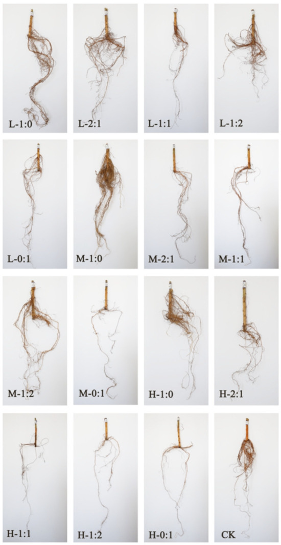 Forests 15 00419 g0a2