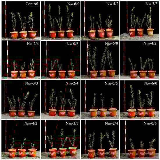 Forests 15 00419 g0a3