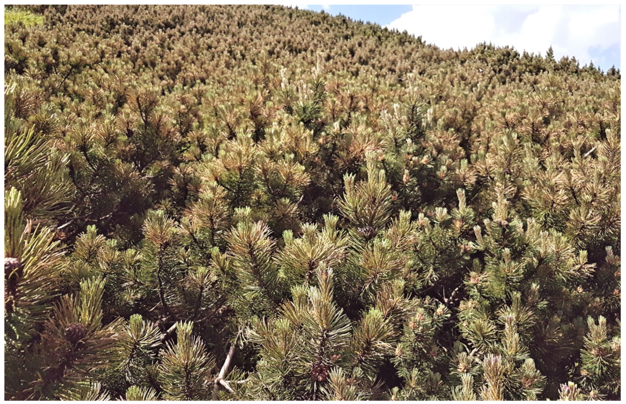 Forests 15 00422 g001 Forests 15 00422 g001