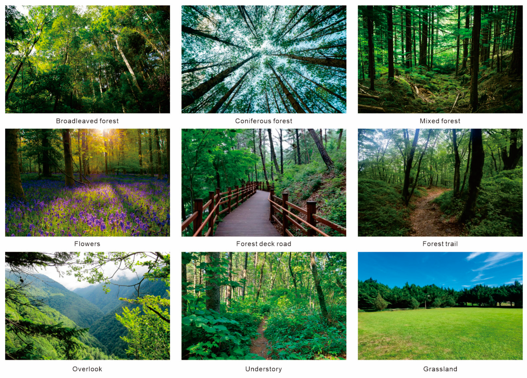 Forests 15 00498 g0a2