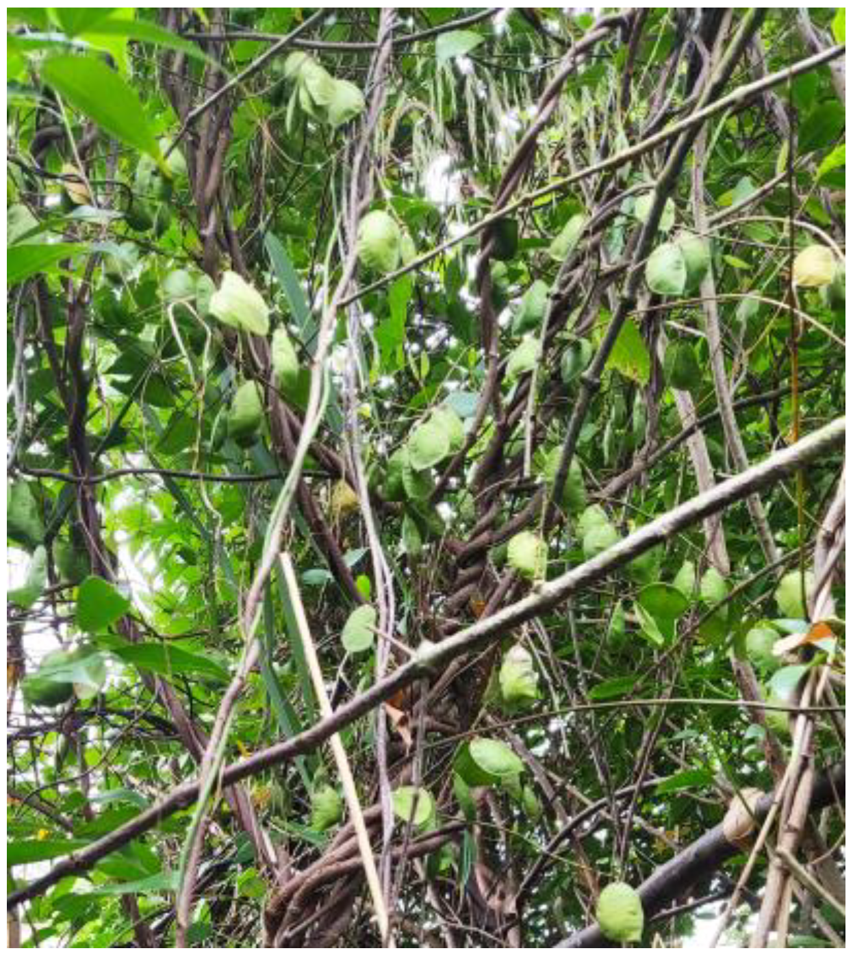 Forests 15 00525 g002