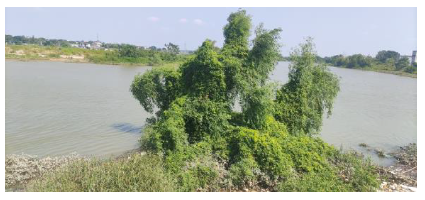 Forests 15 00525 g004