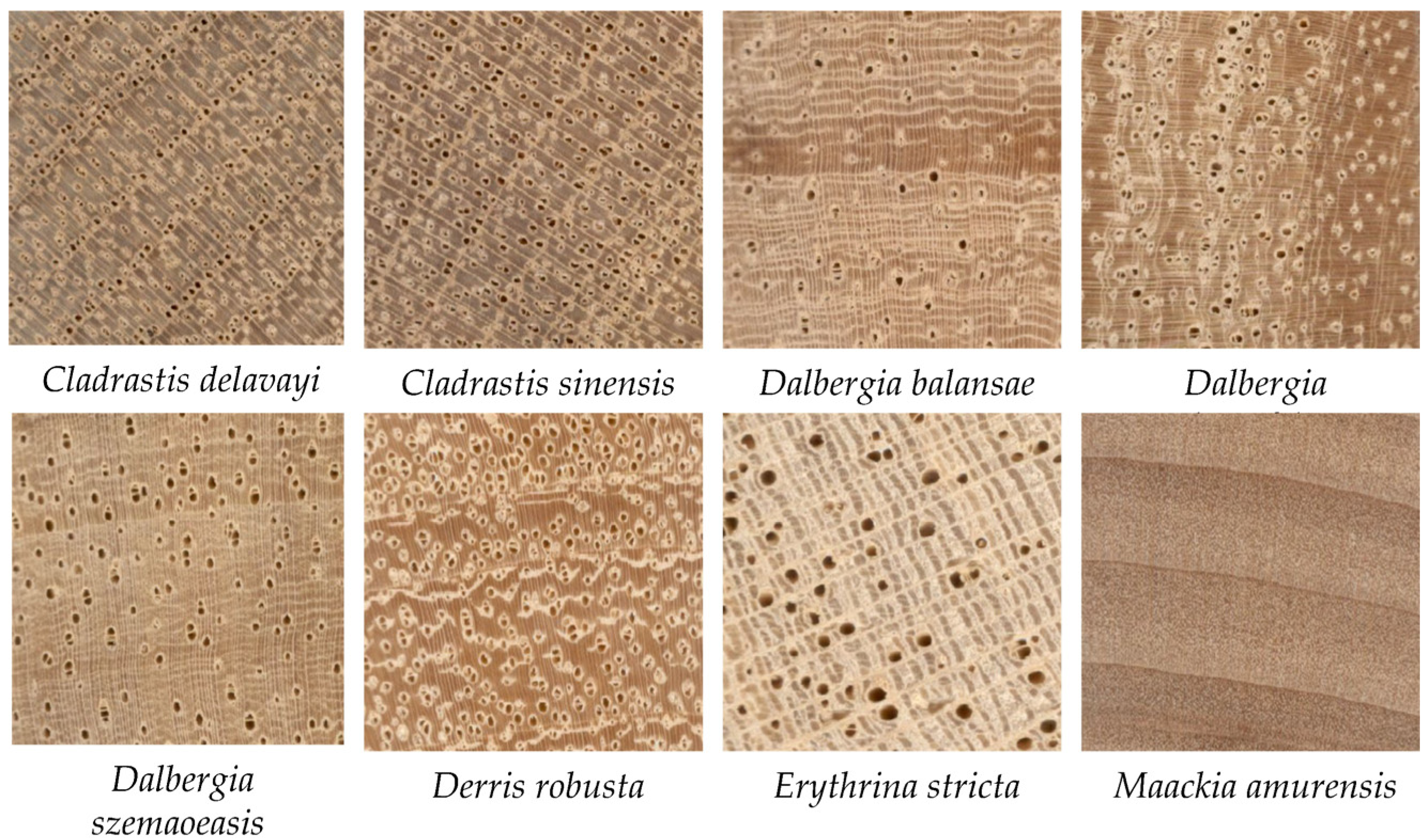 Forests 15 00556 g007