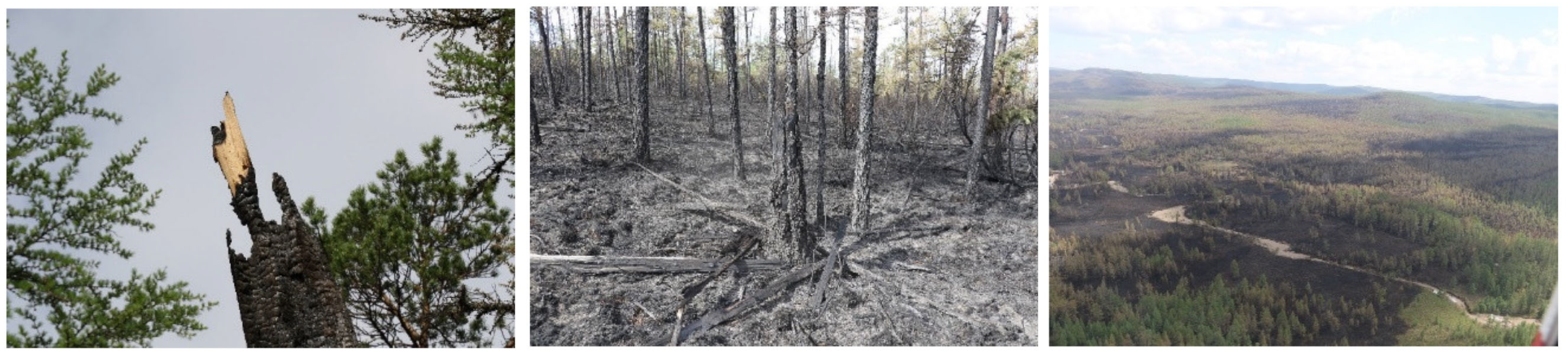 Forests 15 00563 g004 Forests 15 00563 g004