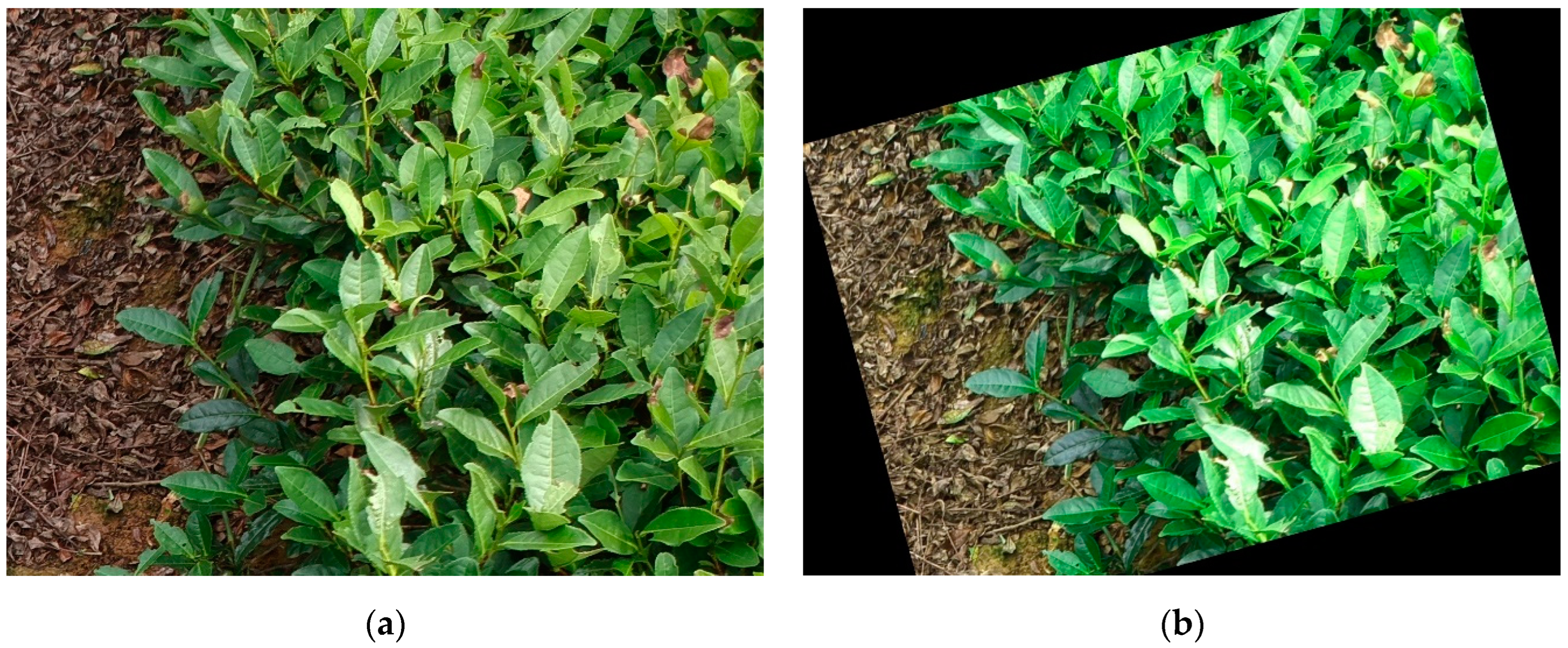 Forests 15 00591 g002a