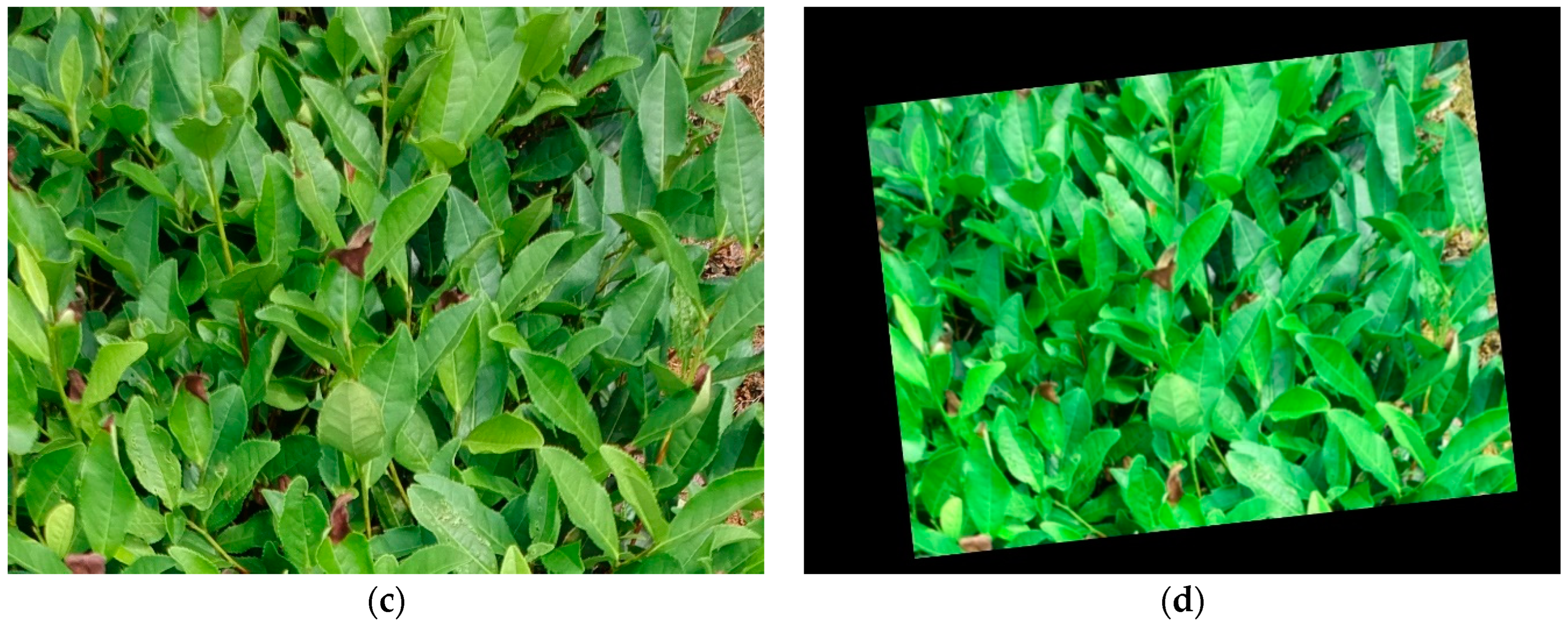 Forests 15 00591 g002b