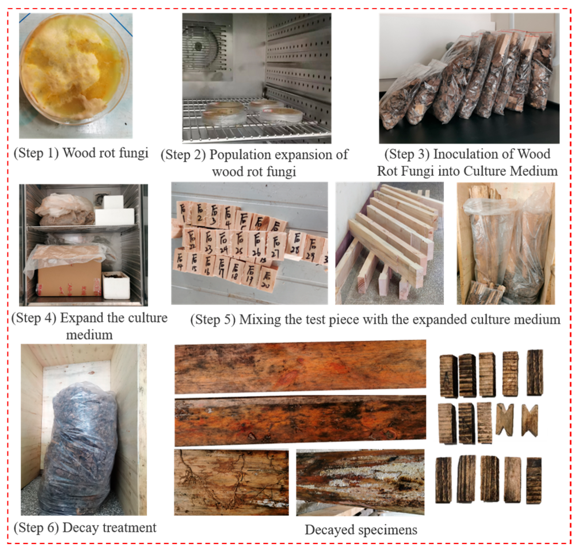 Forests 15 00667 g004