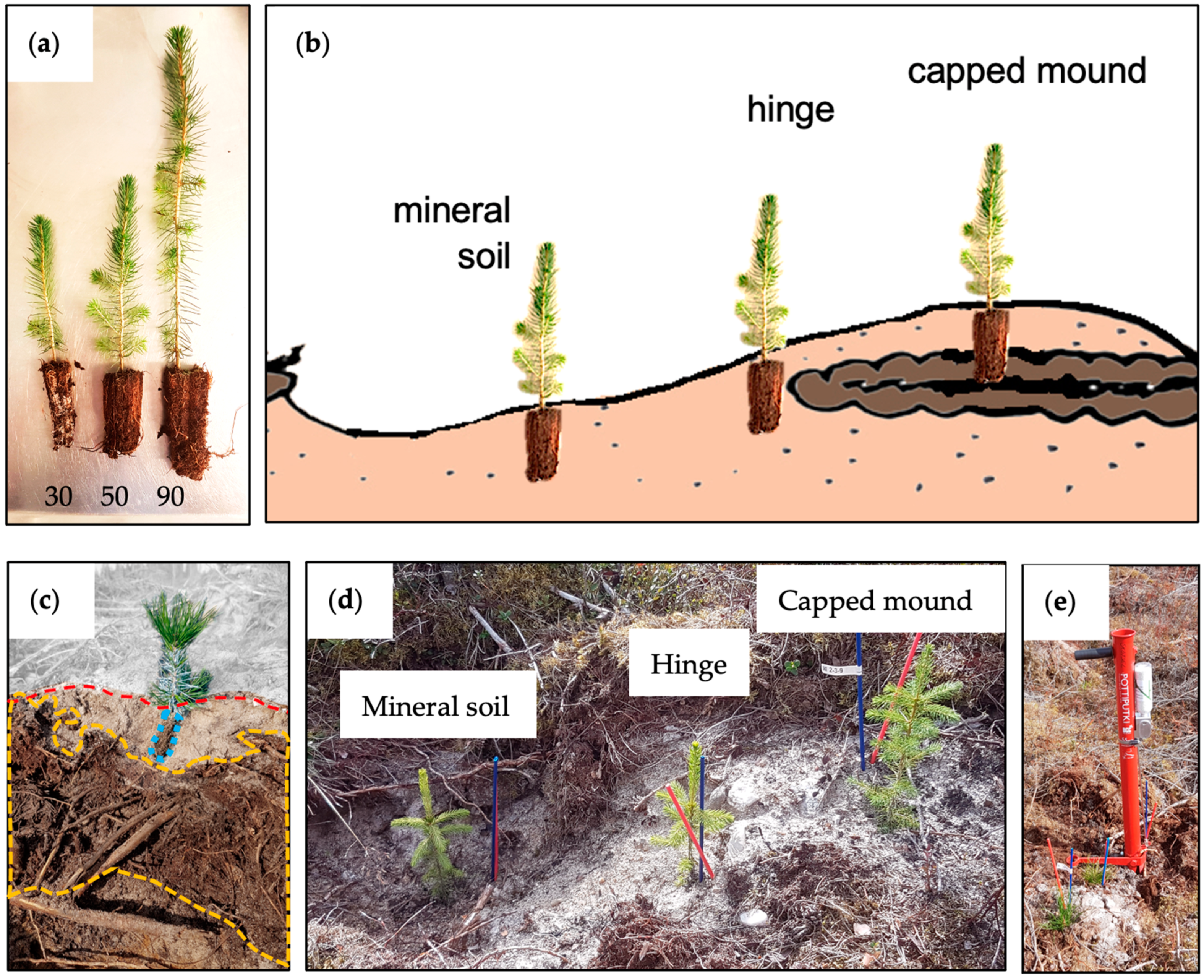 Forests 15 00703 g001