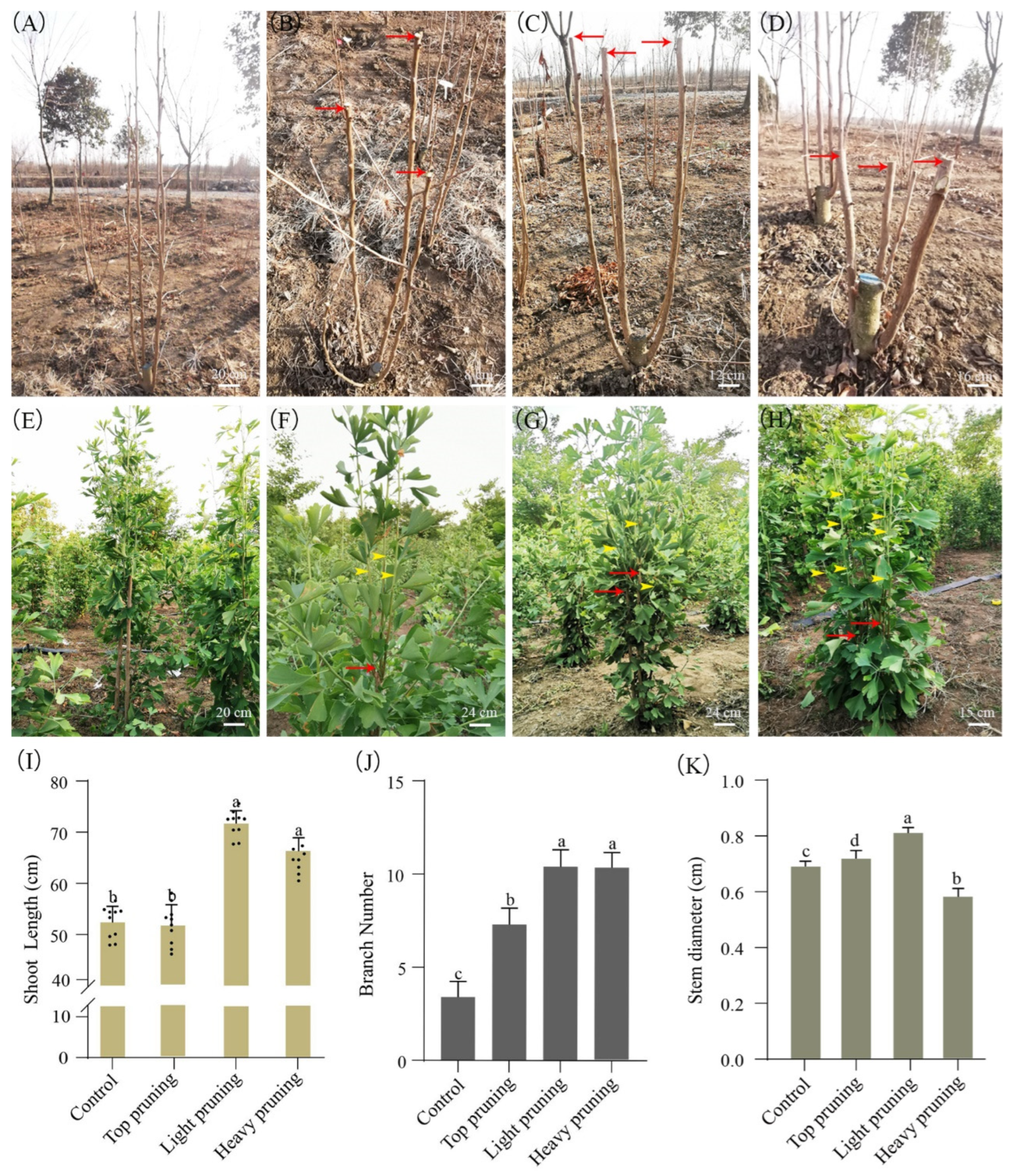 Forests 15 00761 g002 Forests 15 00761 g002