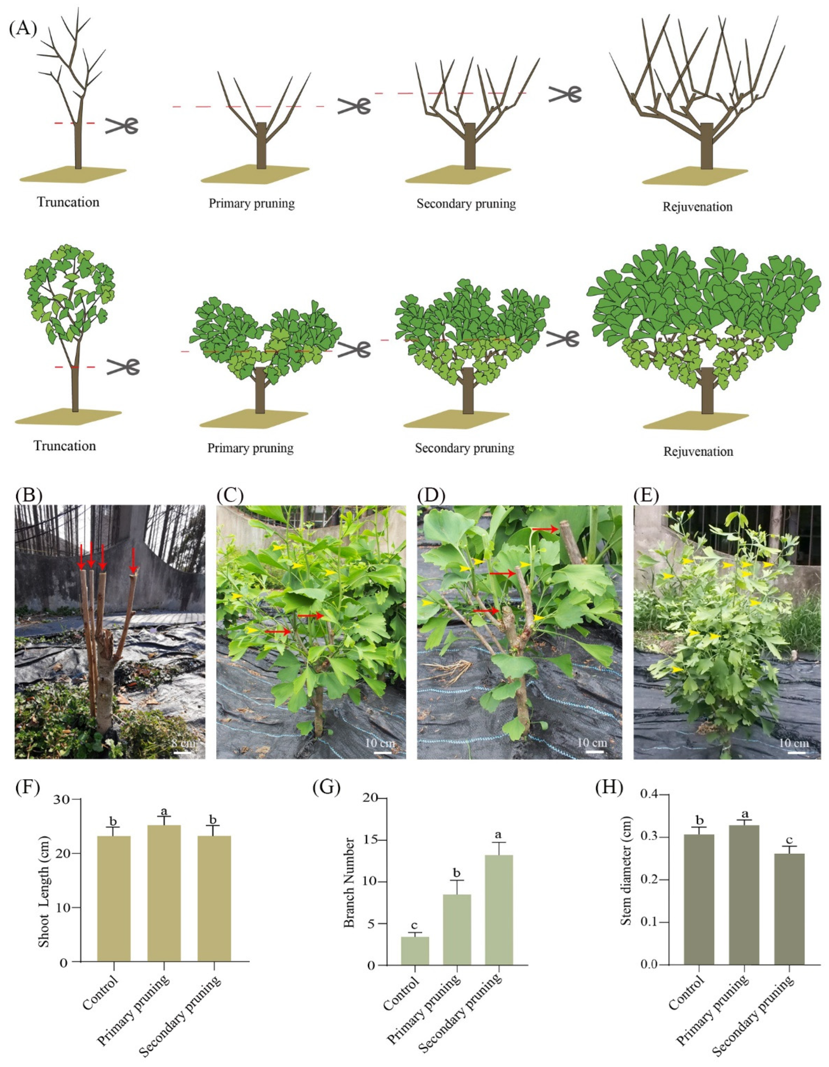 Forests 15 00761 g004 Forests 15 00761 g004
