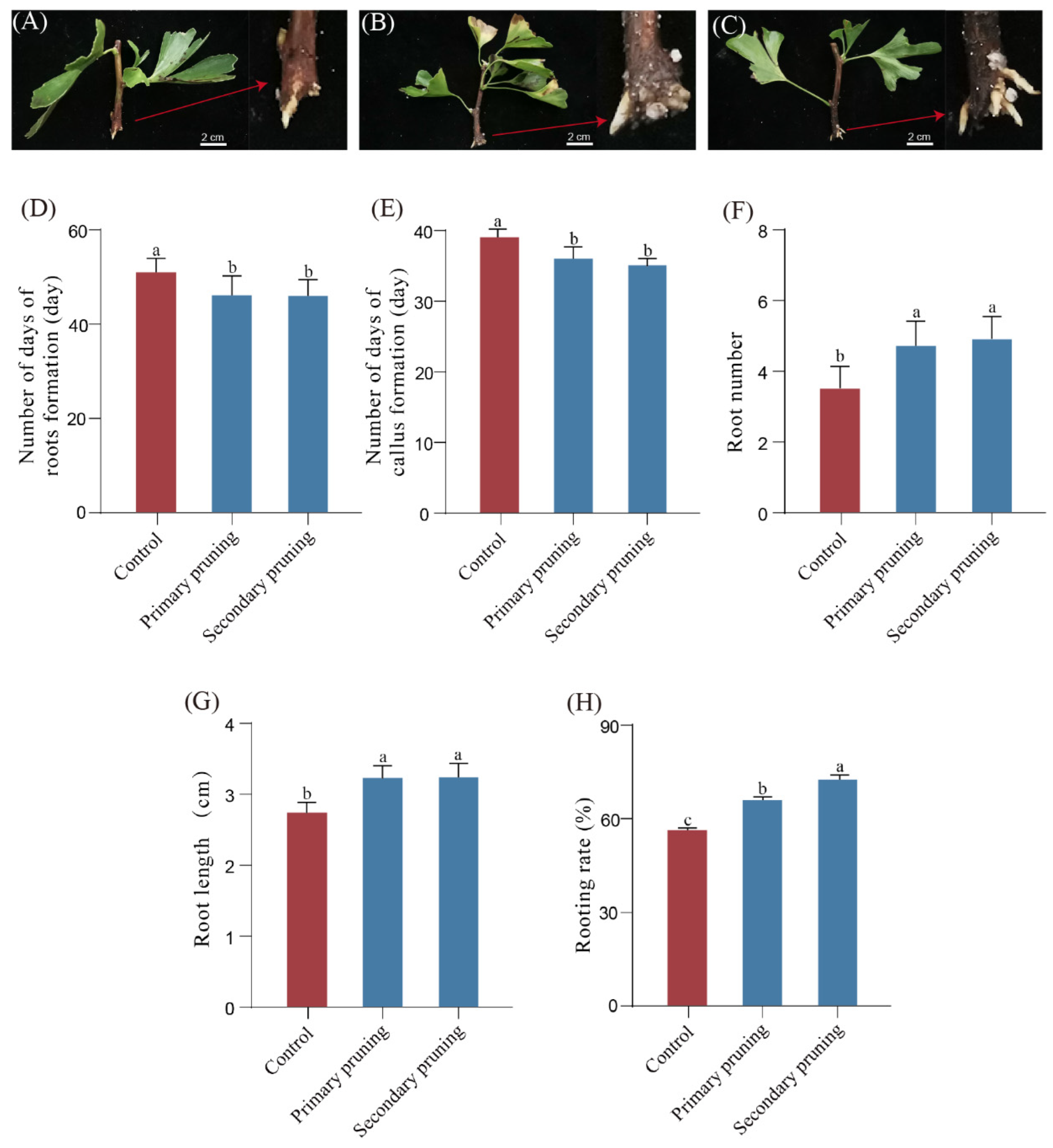 Forests 15 00761 g008 Forests 15 00761 g008