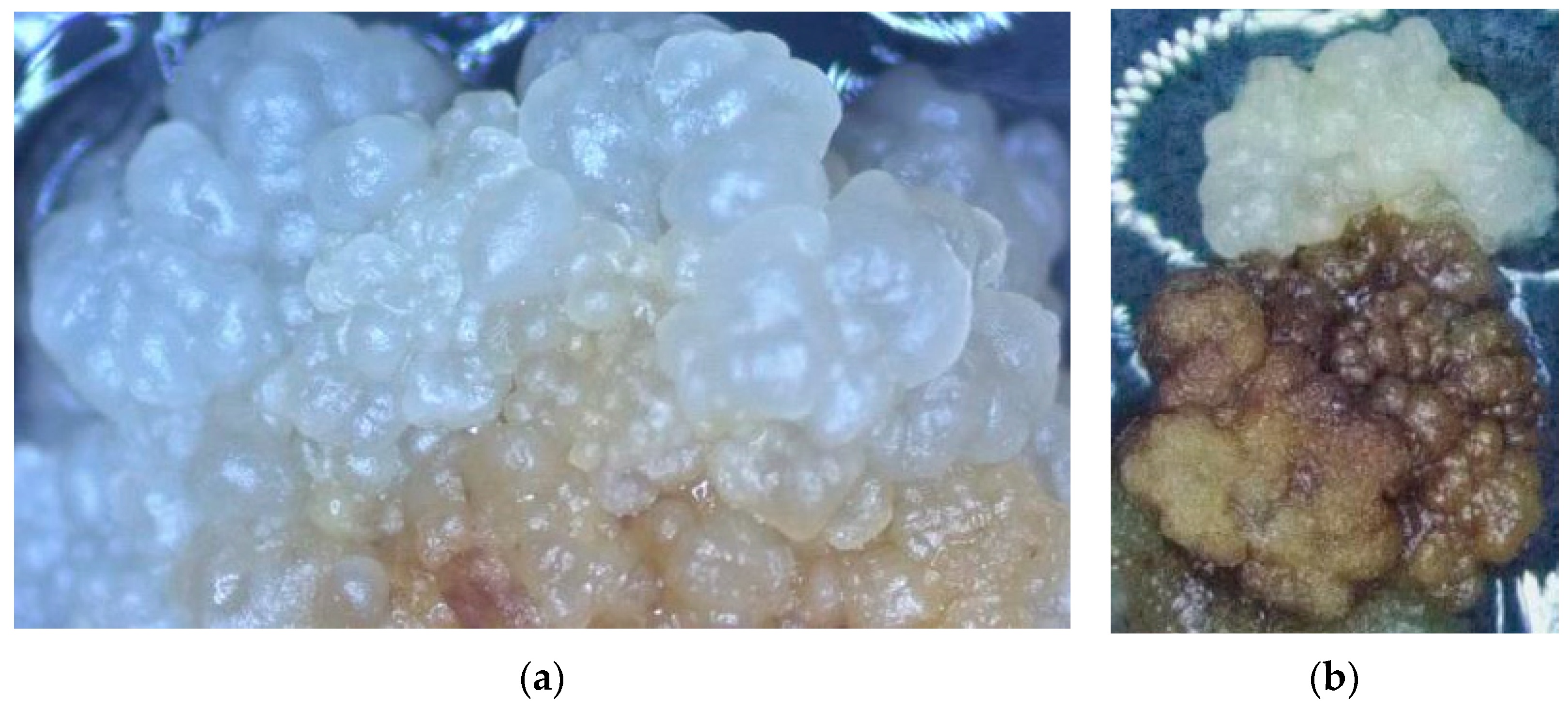 Forests 15 00764 g003a