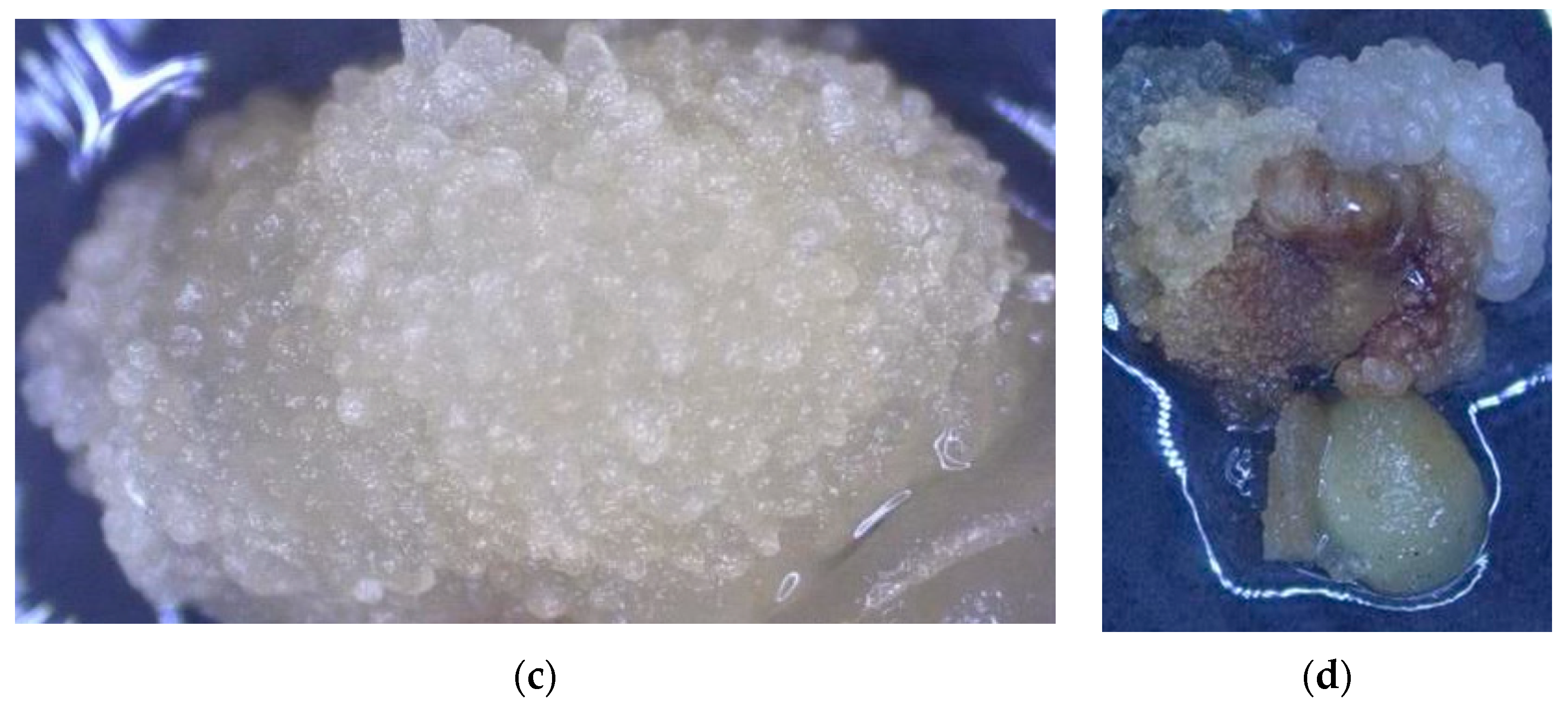 Forests 15 00764 g003b