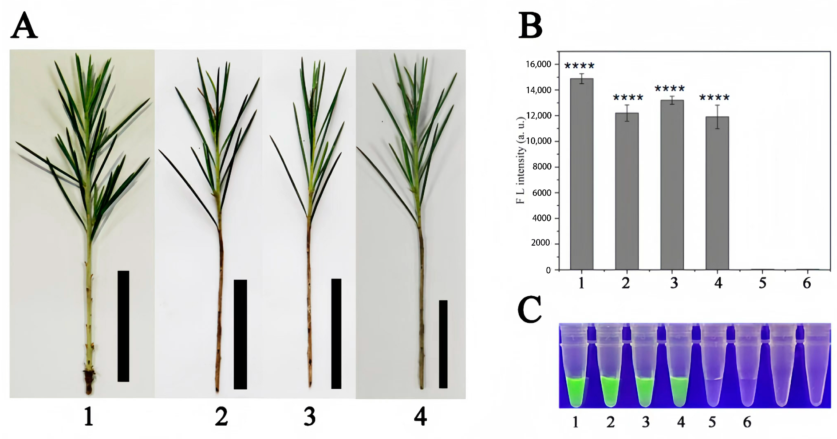 Forests 15 00772 g007