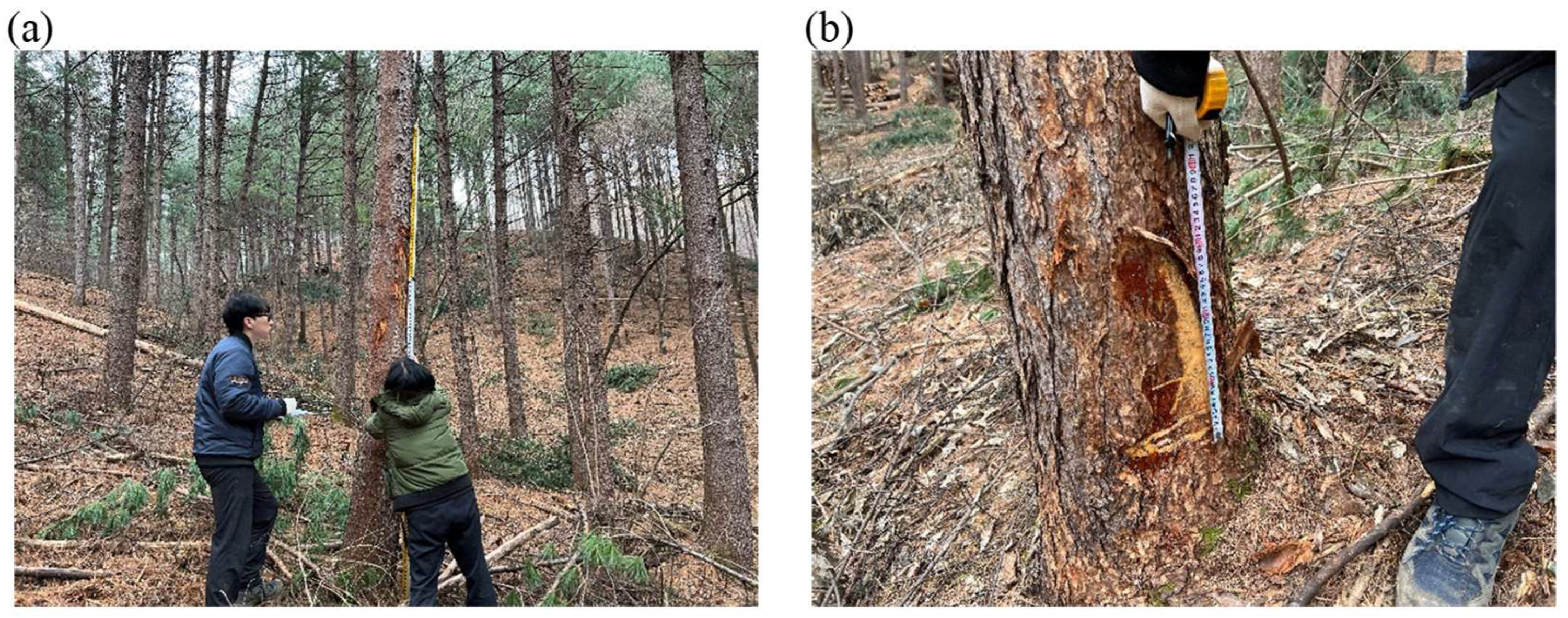 Forests 15 00794 g002