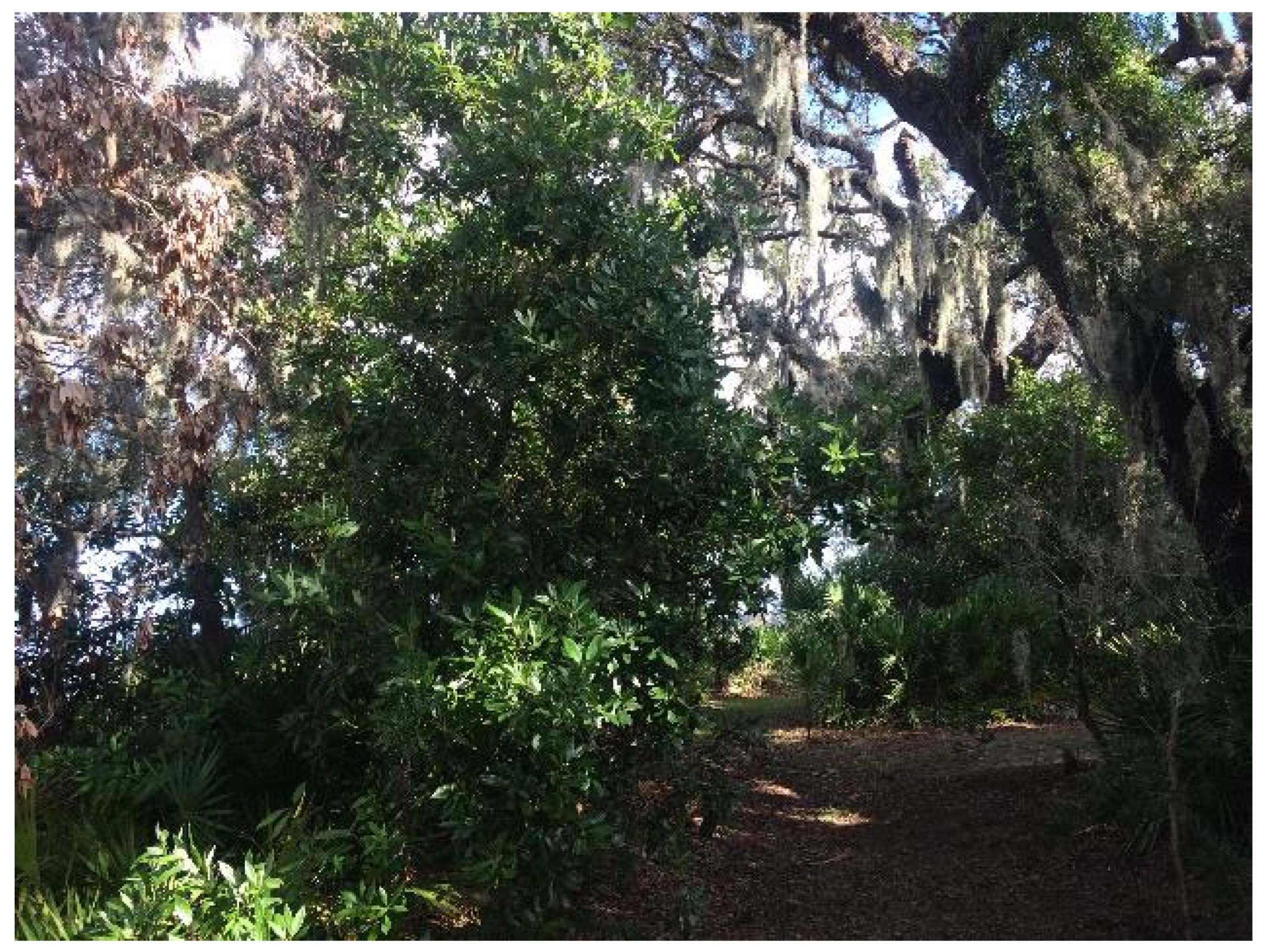 Forests 15 00817 g001