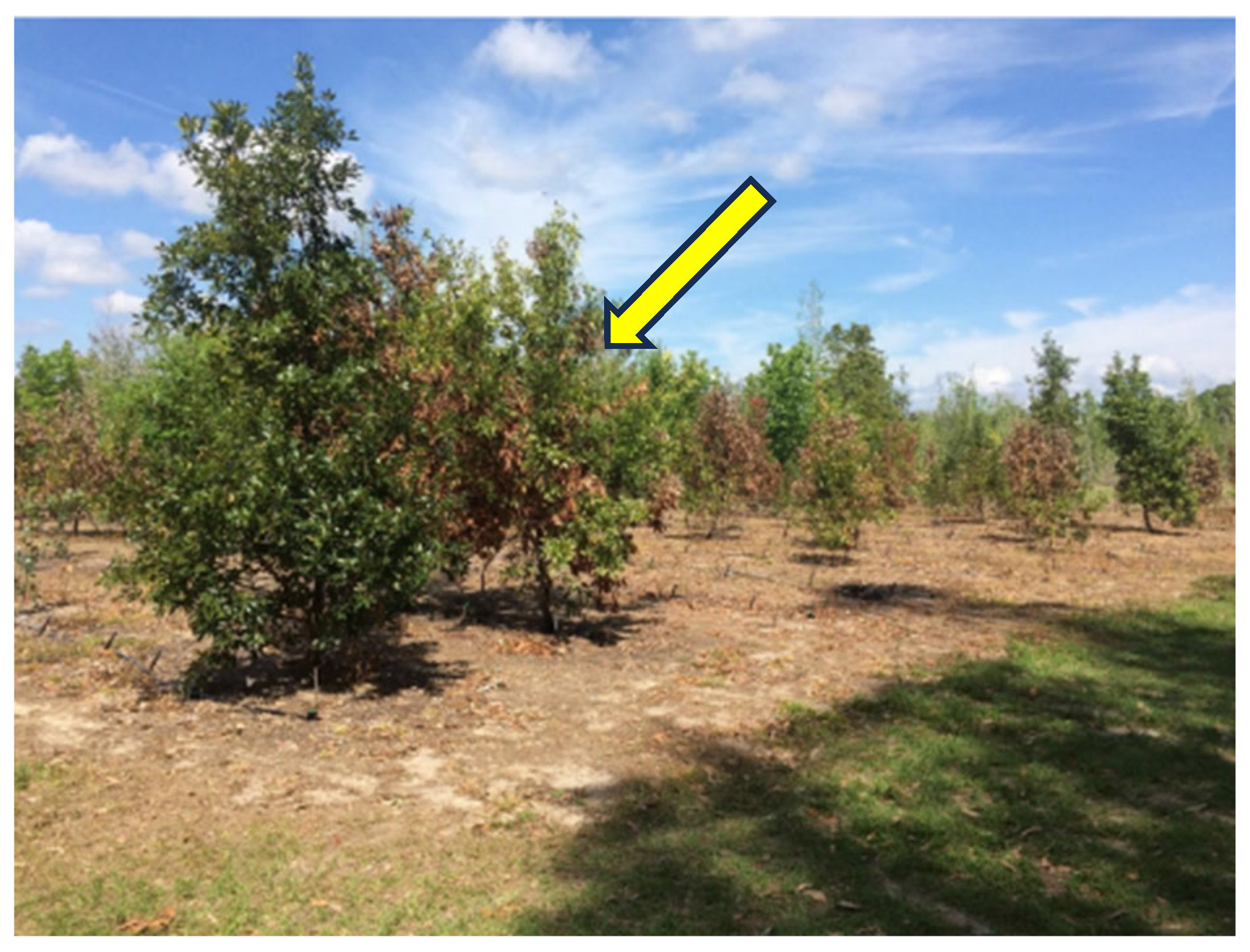 Forests 15 00817 g002