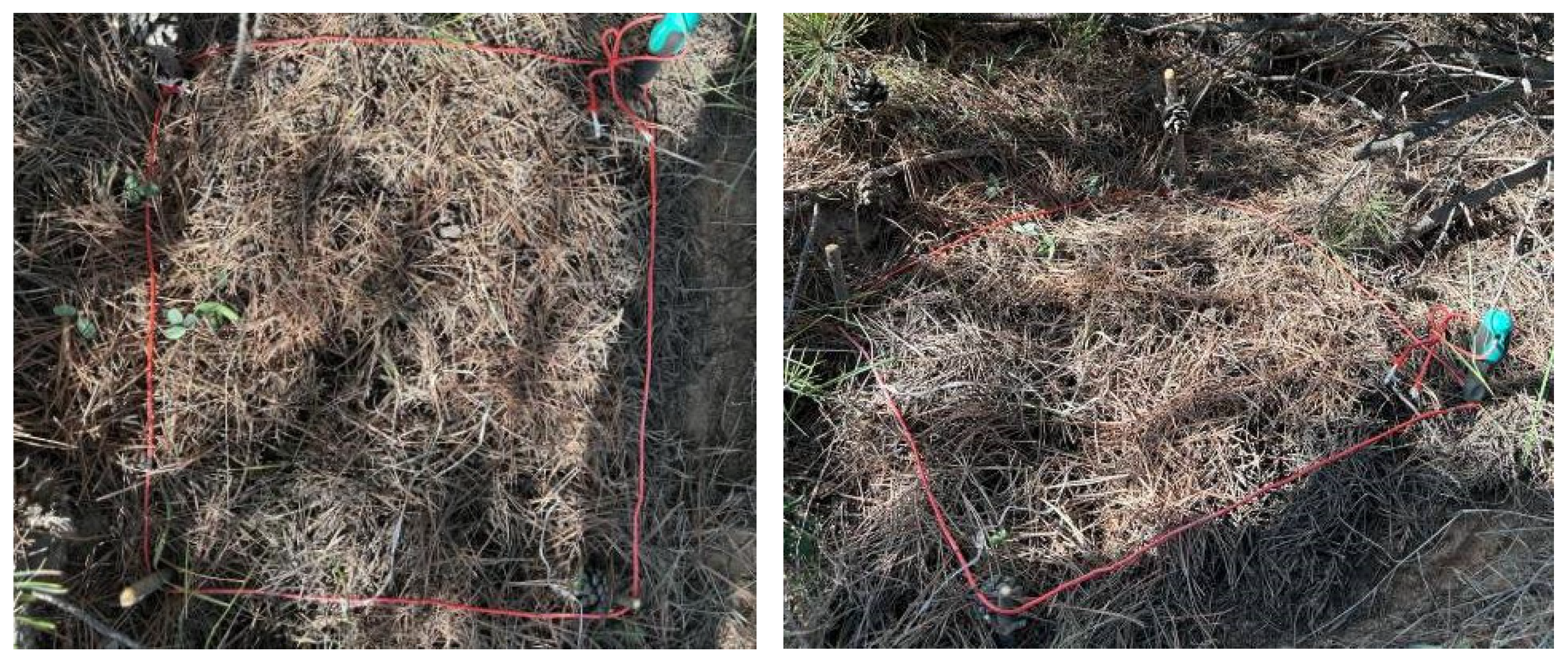 Forests 15 00841 g005