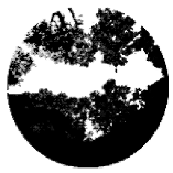 Forests 15 00876 i007