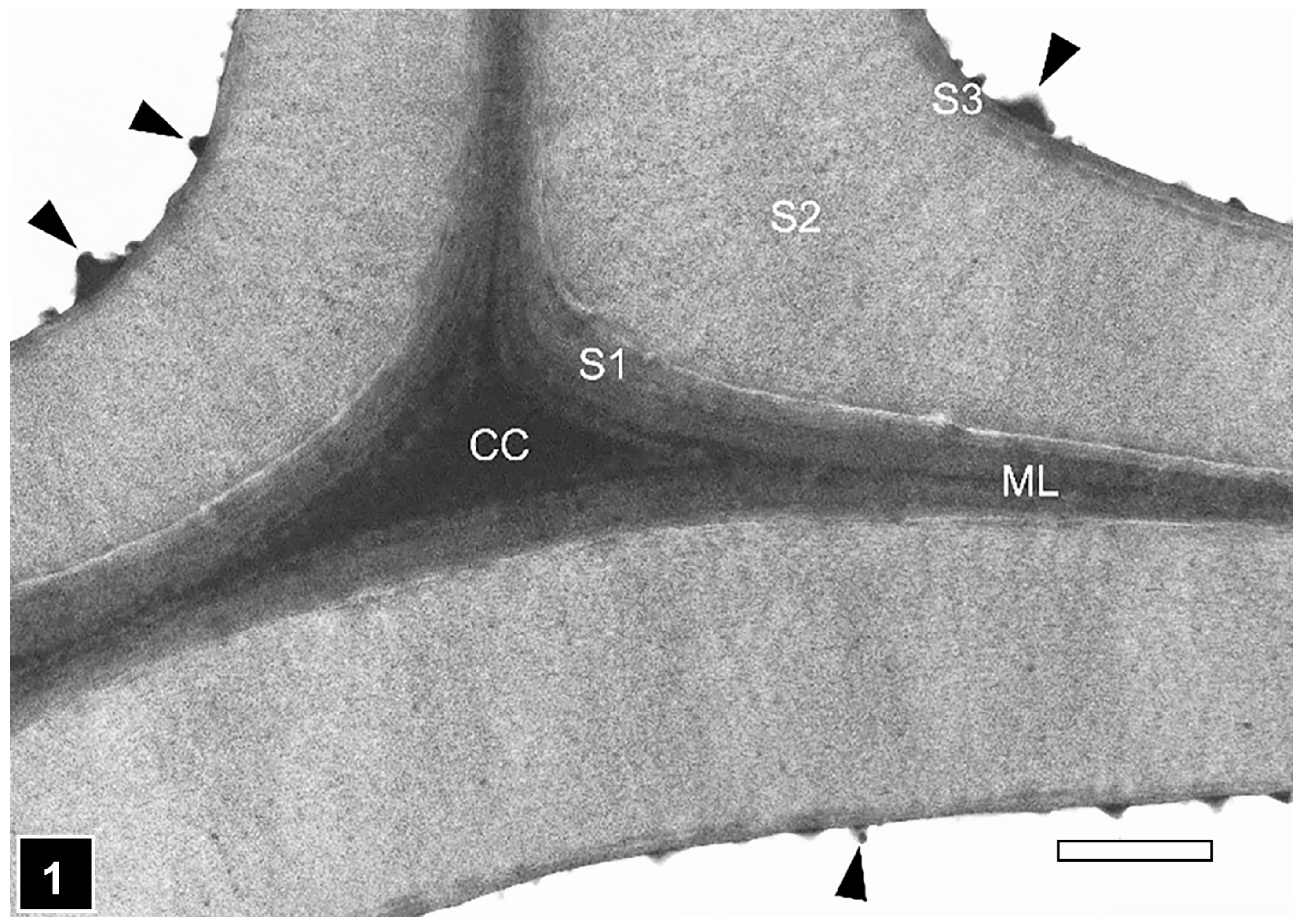 Forests 15 00889 g001