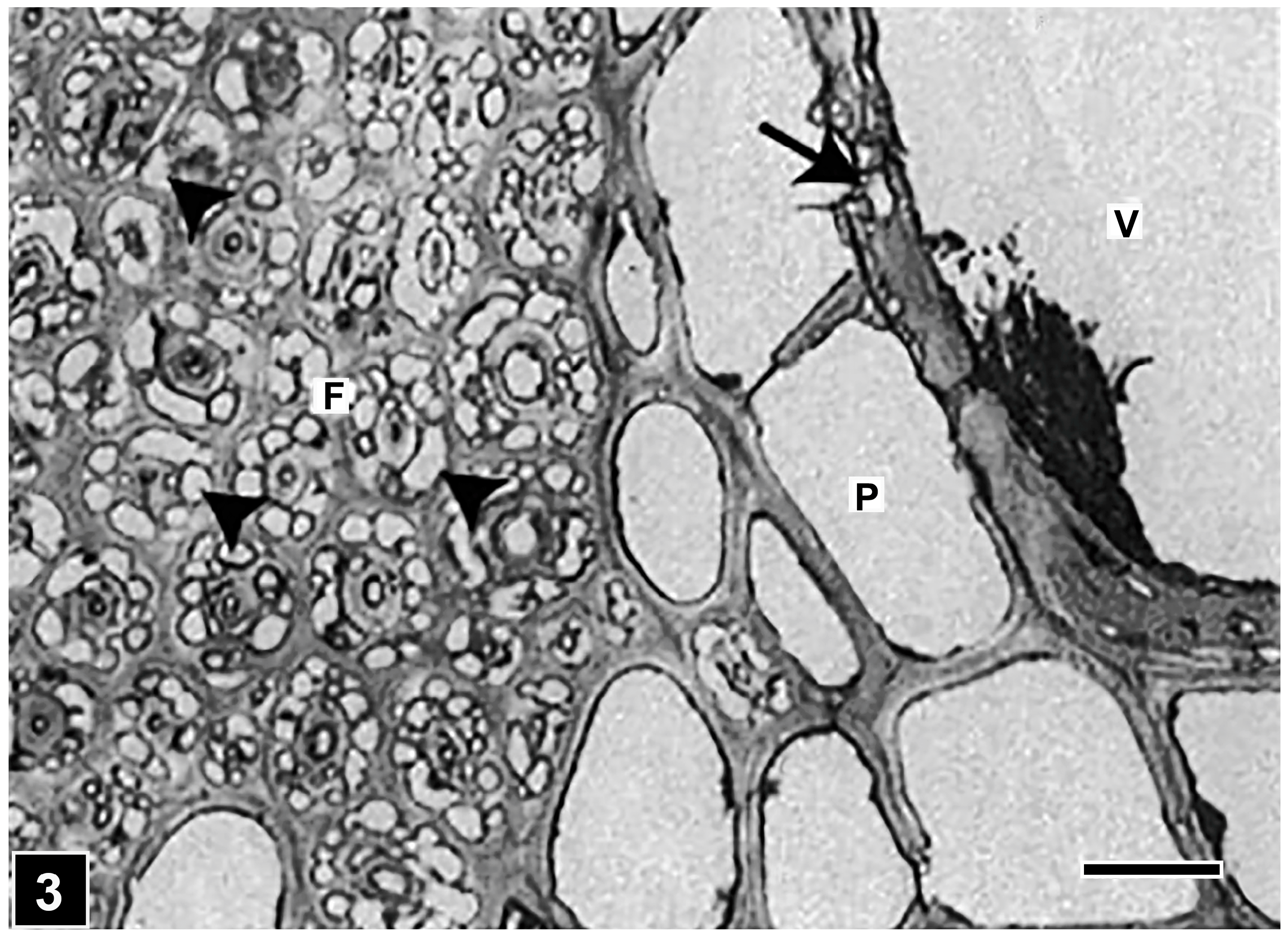 Forests 15 00889 g003