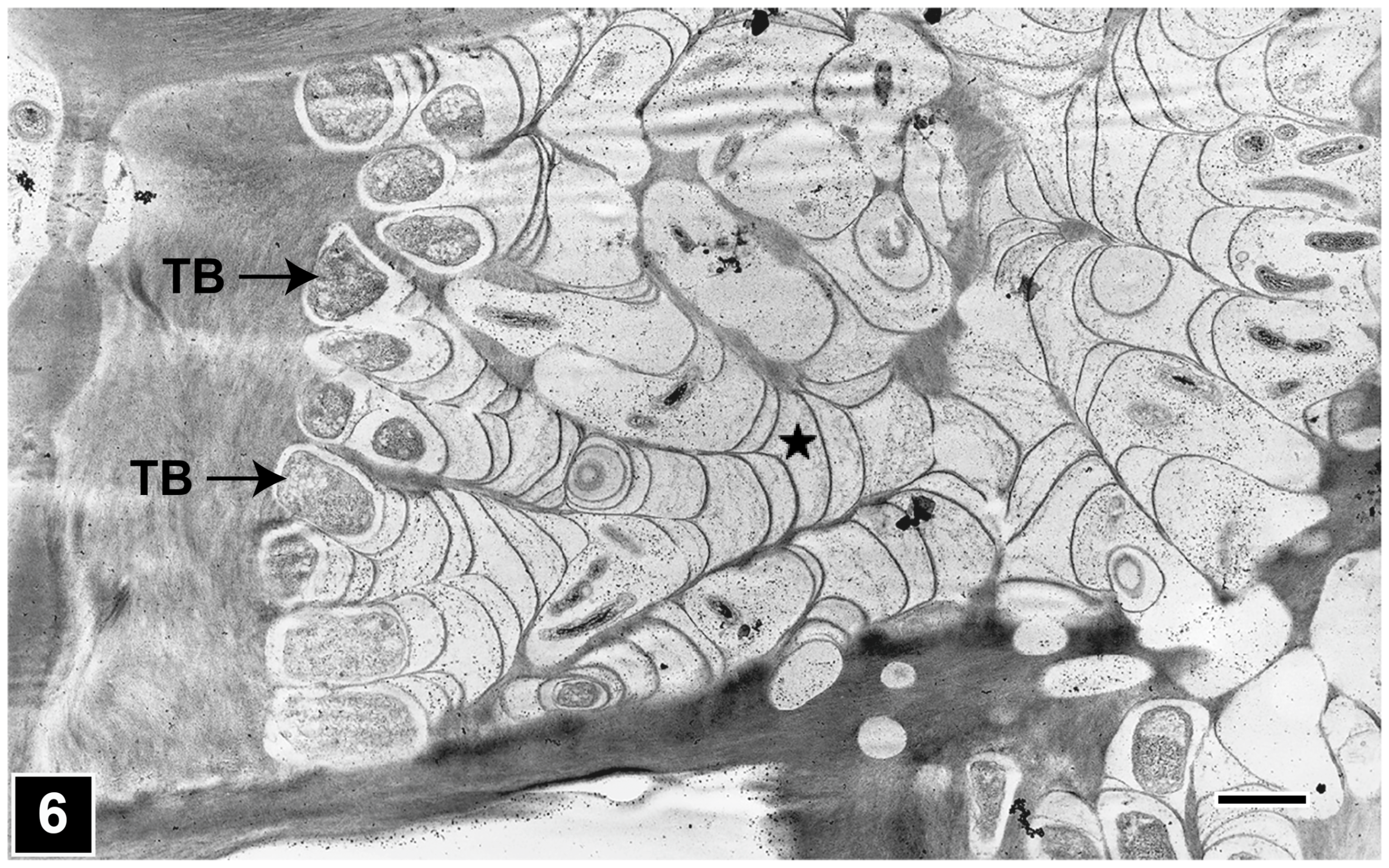 Forests 15 00889 g006