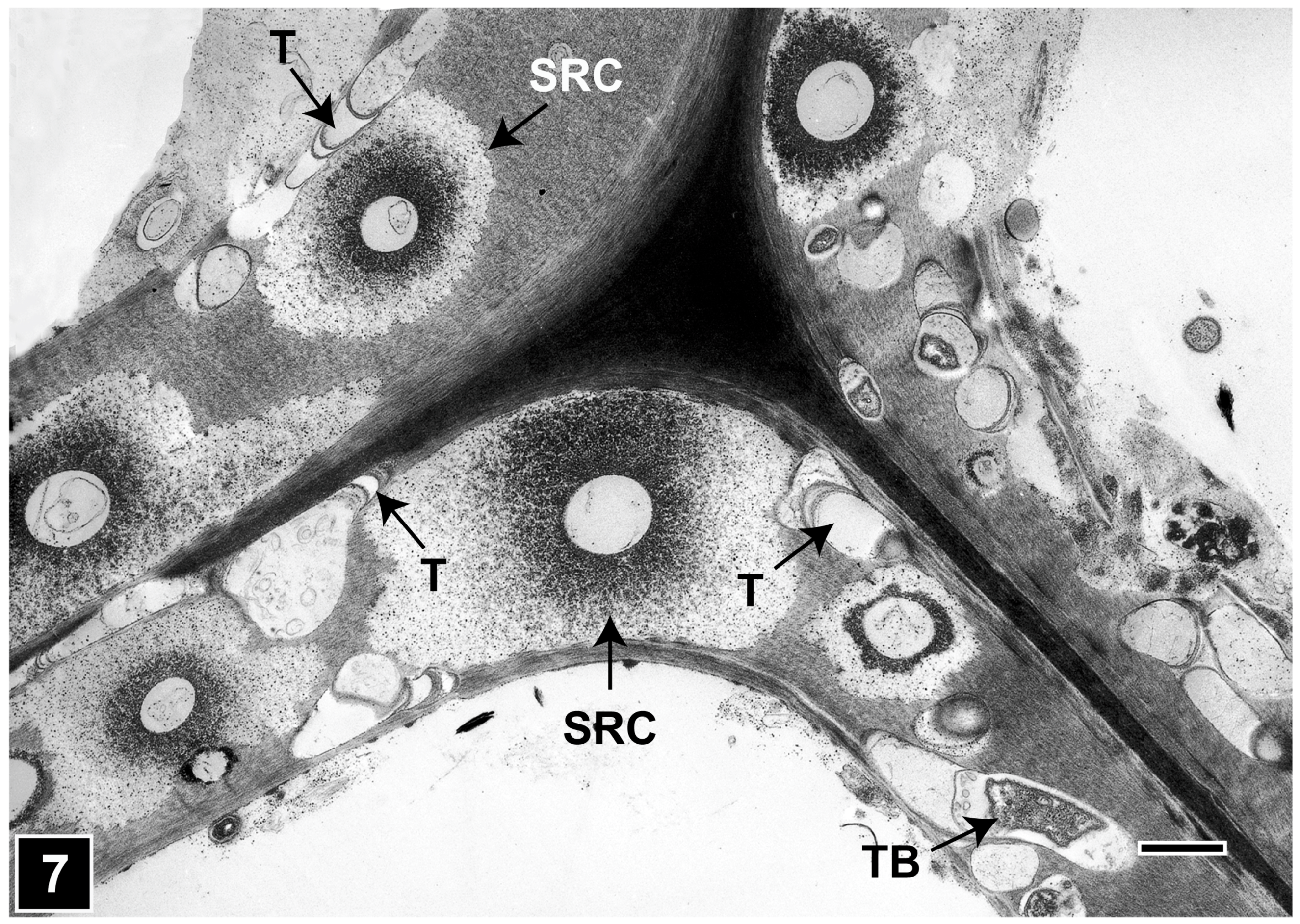 Forests 15 00889 g007