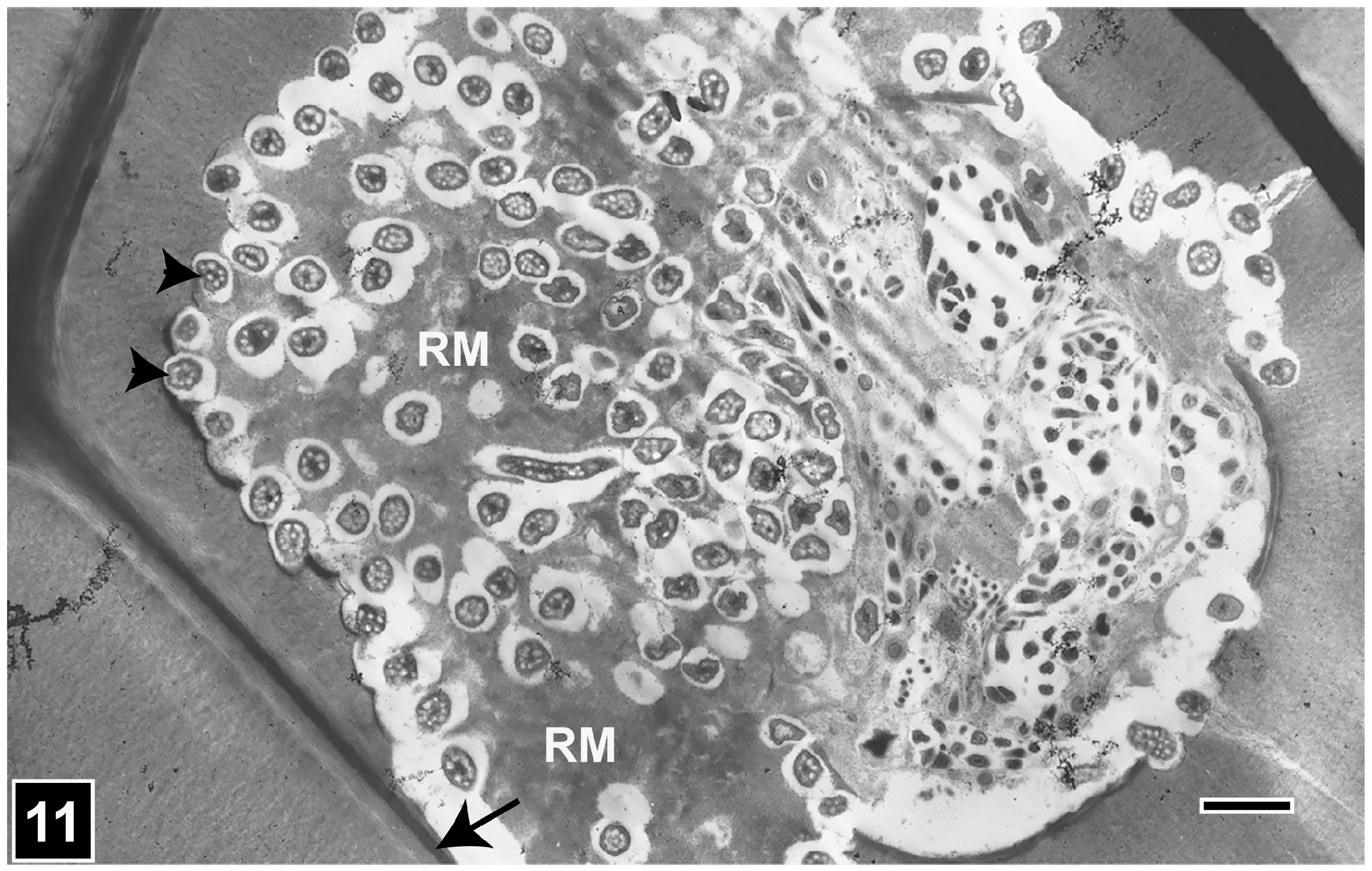 Forests 15 00889 g011