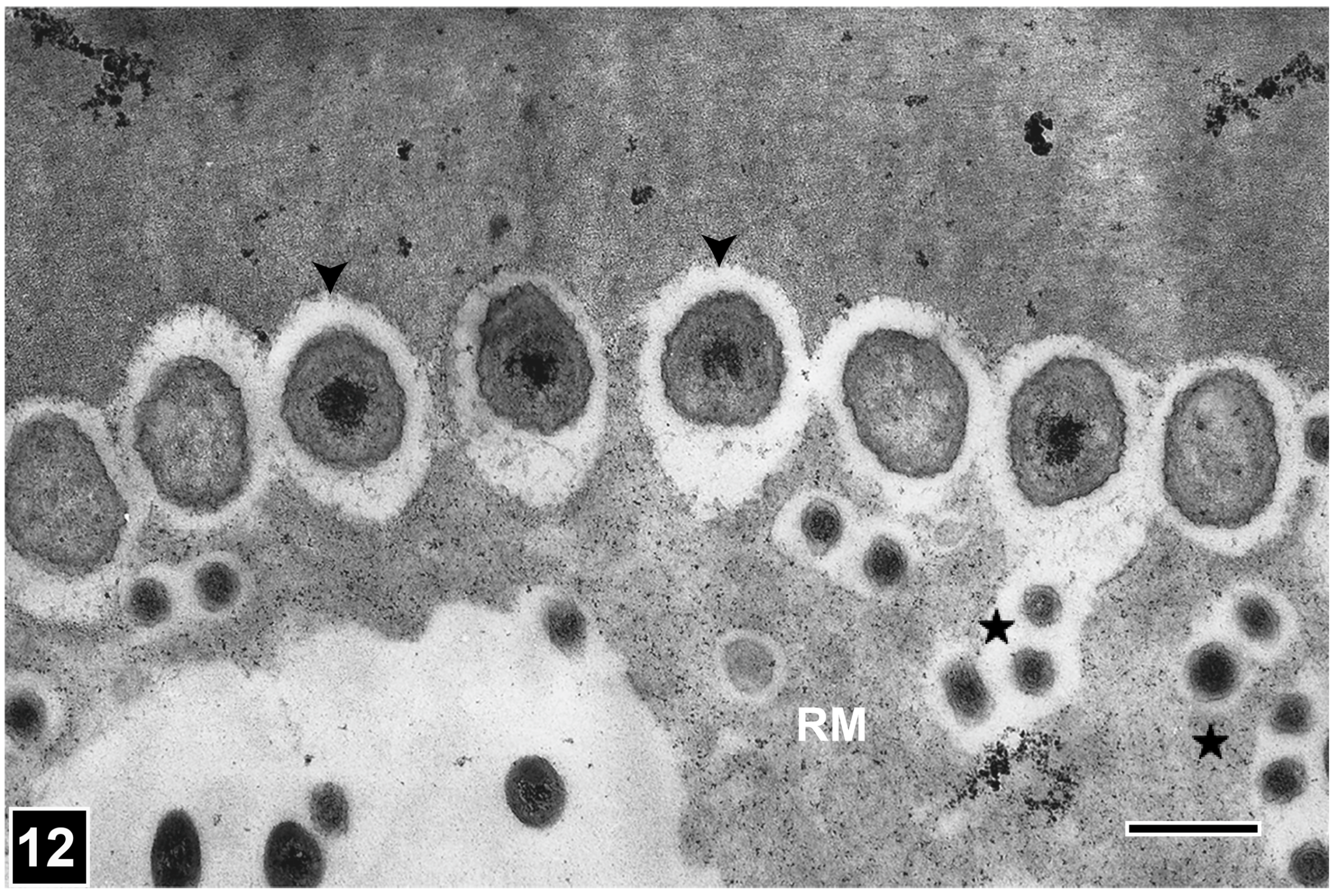 Forests 15 00889 g012