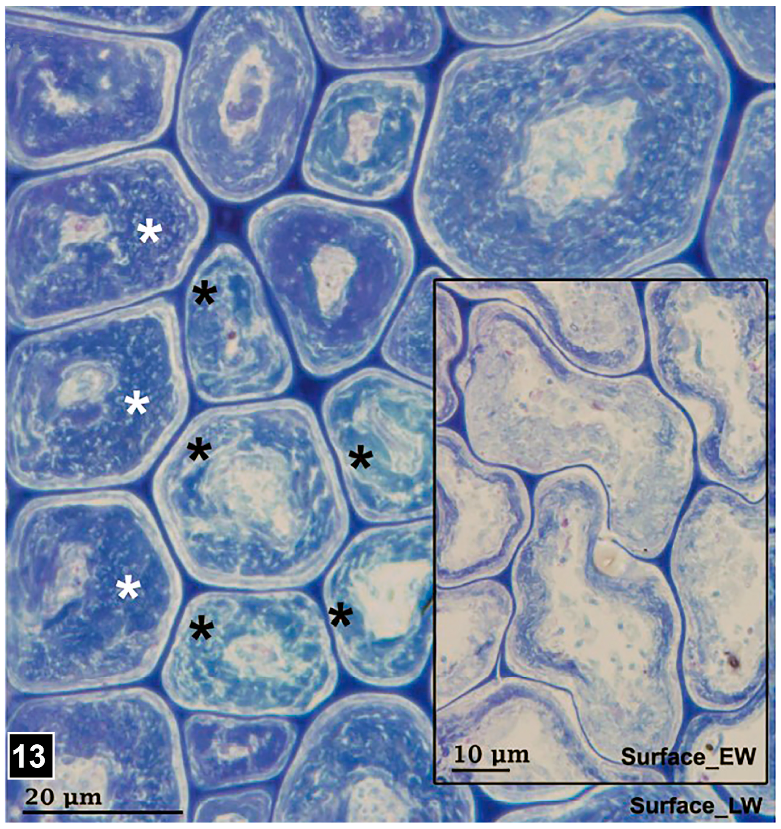 Forests 15 00889 g013